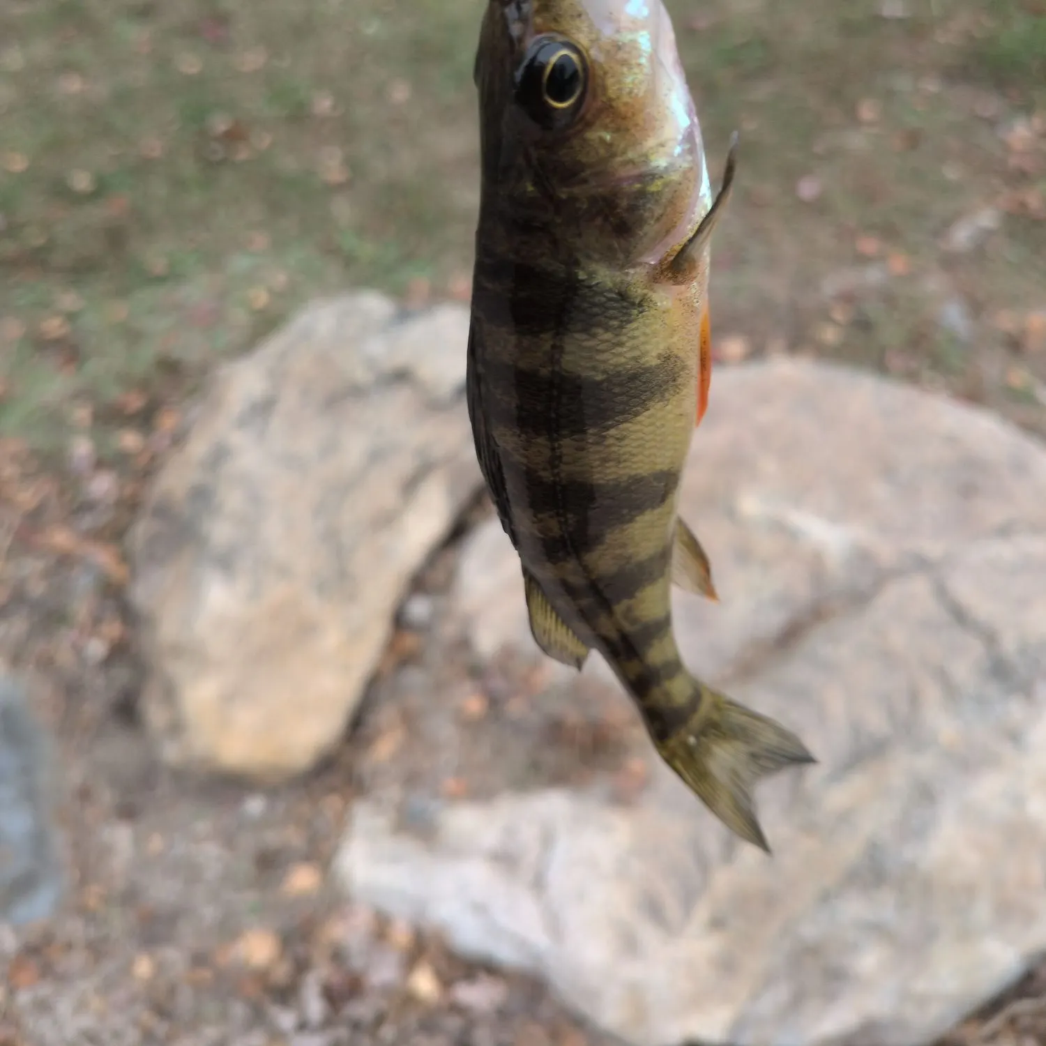 Yellow perch caught on Fishbrain