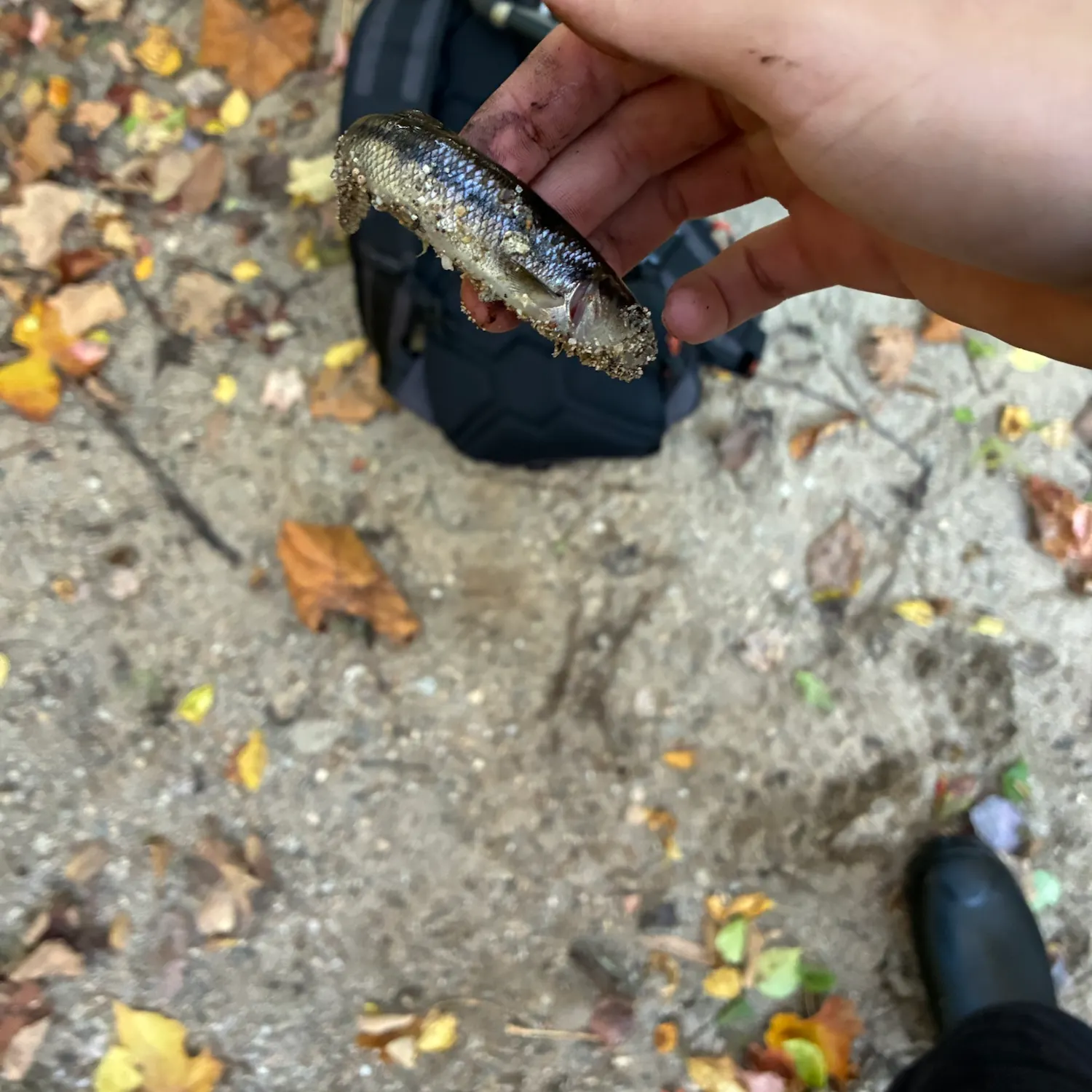 Creek chub caught on Fishbrain