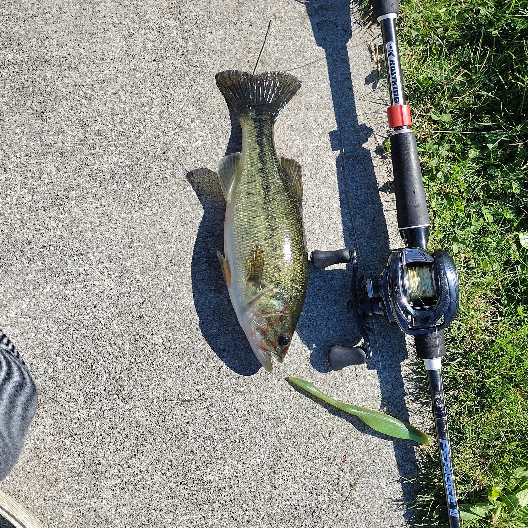 Largemouth bass caught on Fishbrain