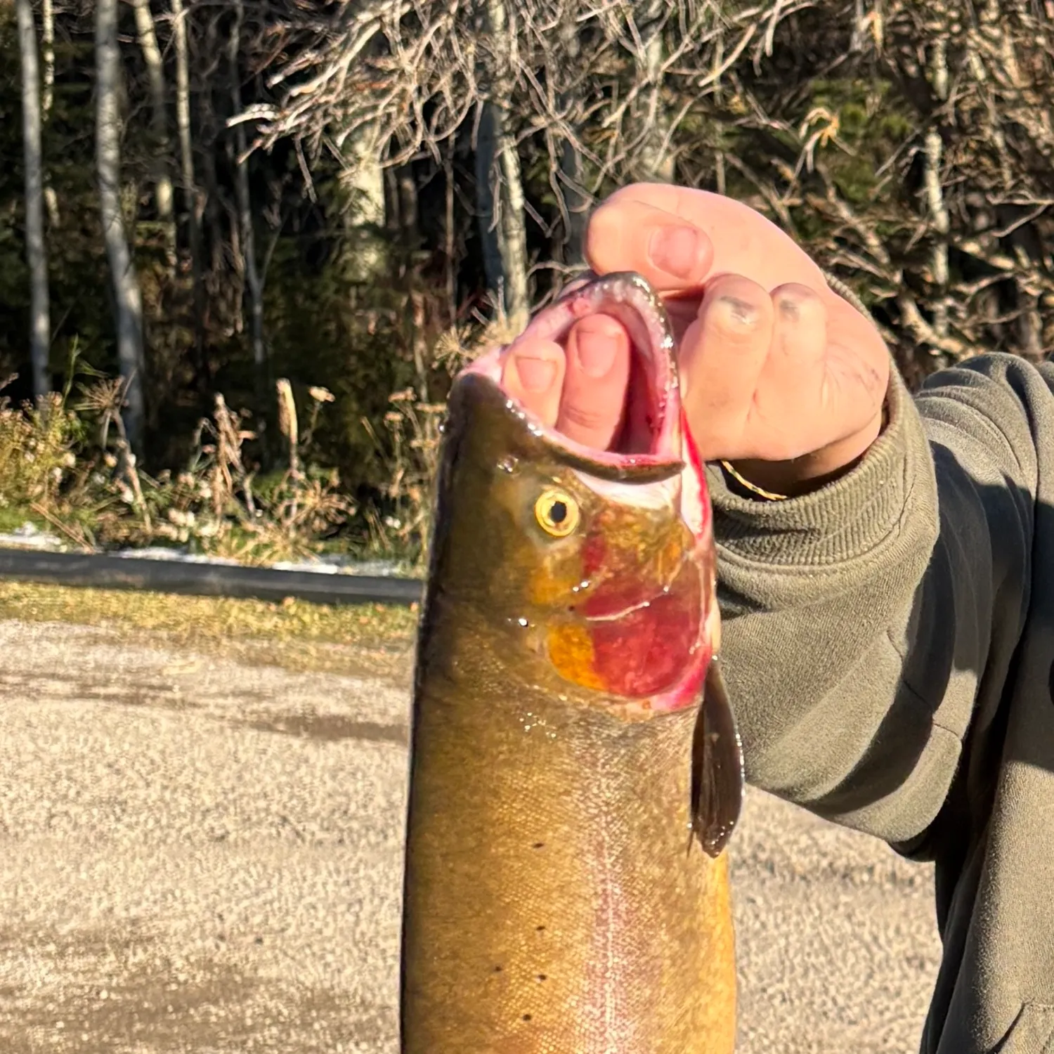 The most recent Yellowstone cutthroat trout catches on Fishbrain