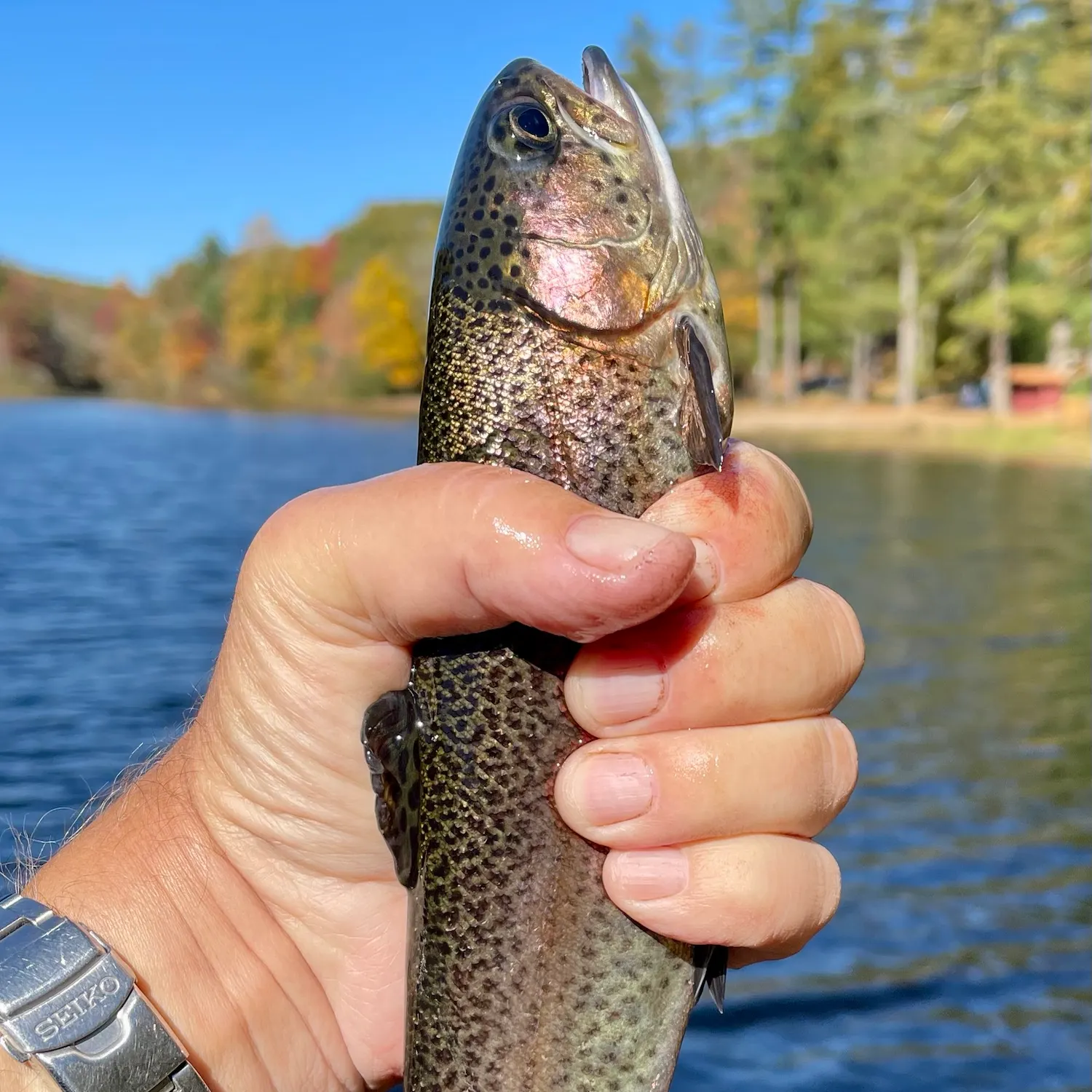 Rainbow trout caught on Fishbrain