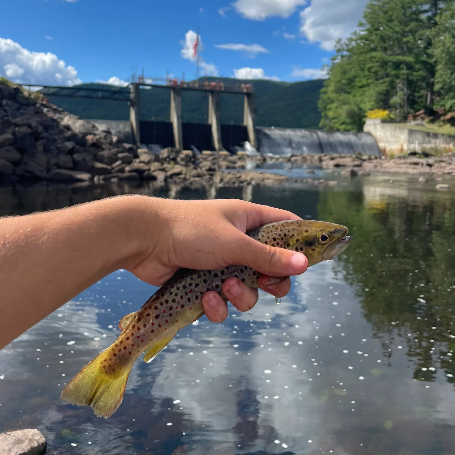 Brown trout caught on Fishbrain