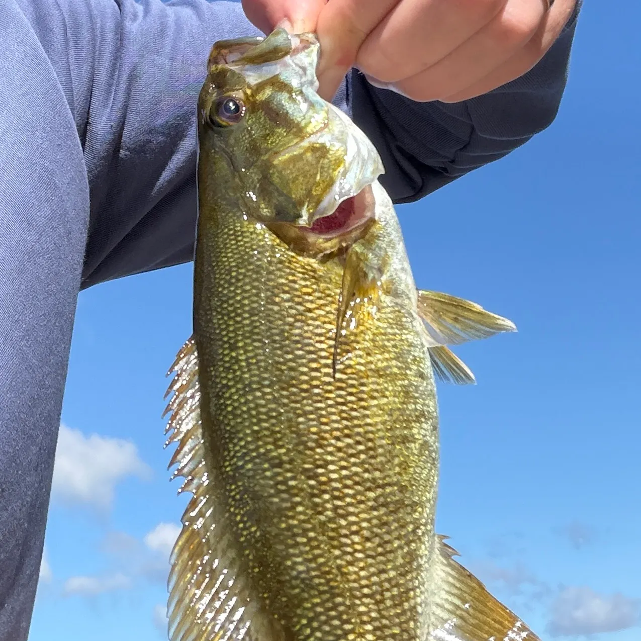 Smallmouth bass caught on Fishbrain
