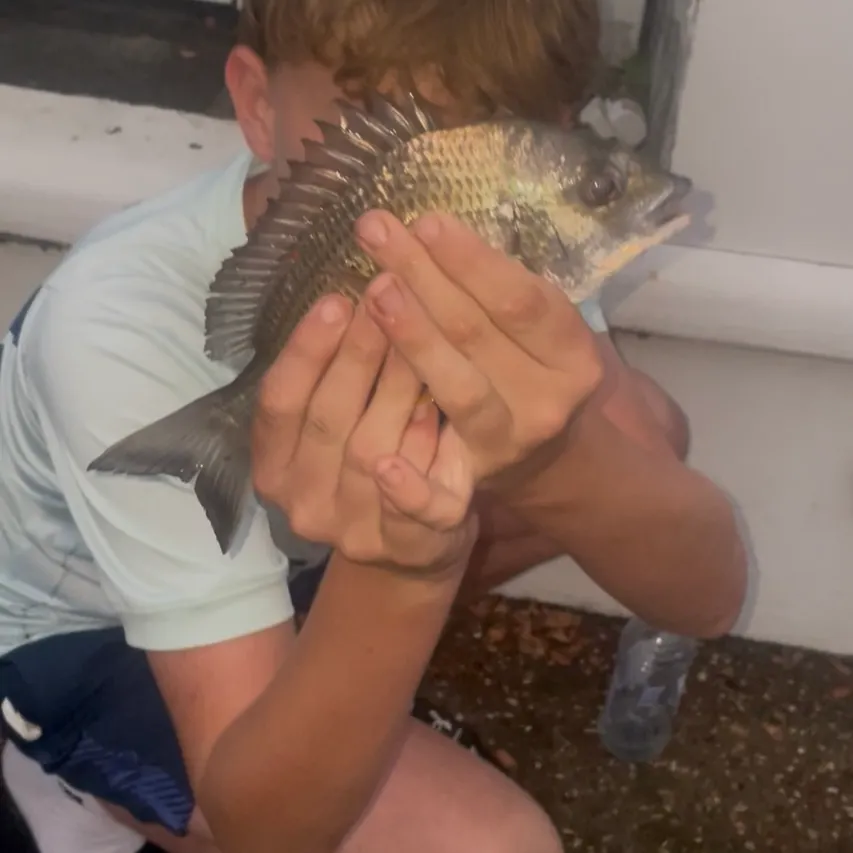 The most recent Southern black bream catches on Fishbrain