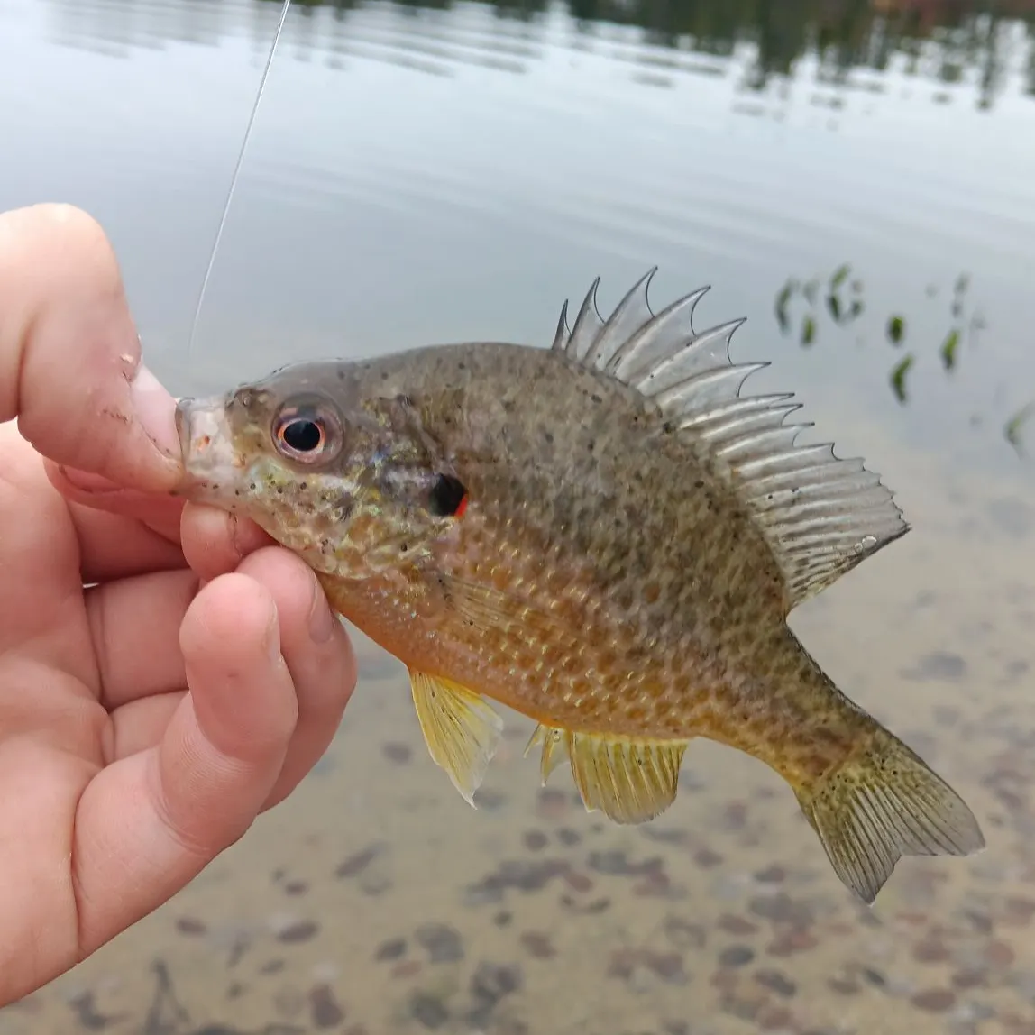 Pumpkinseed caught on Fishbrain