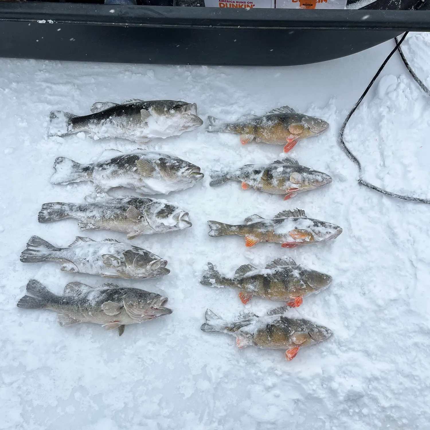 recently logged catches