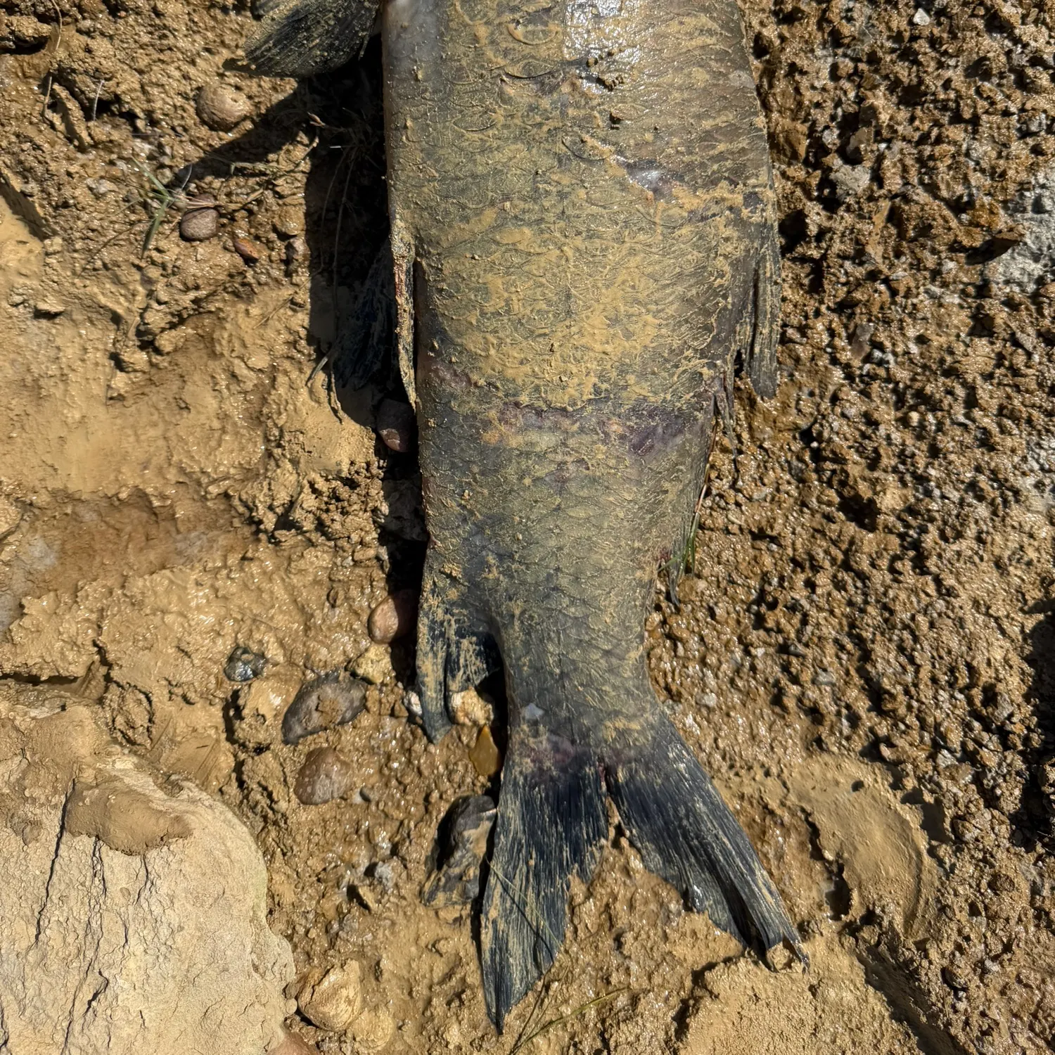 The most recent Black carp catches on Fishbrain