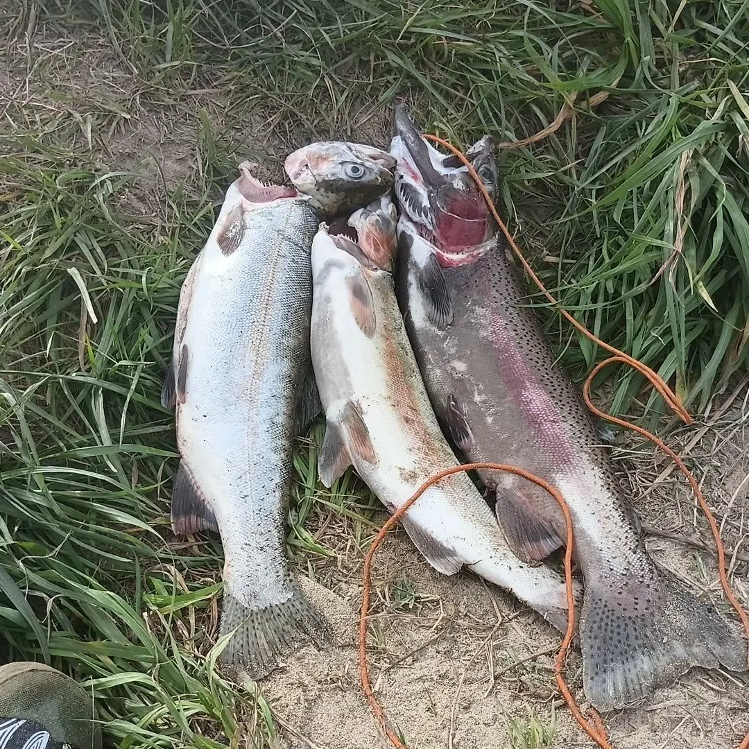 Rainbow trout caught on Fishbrain