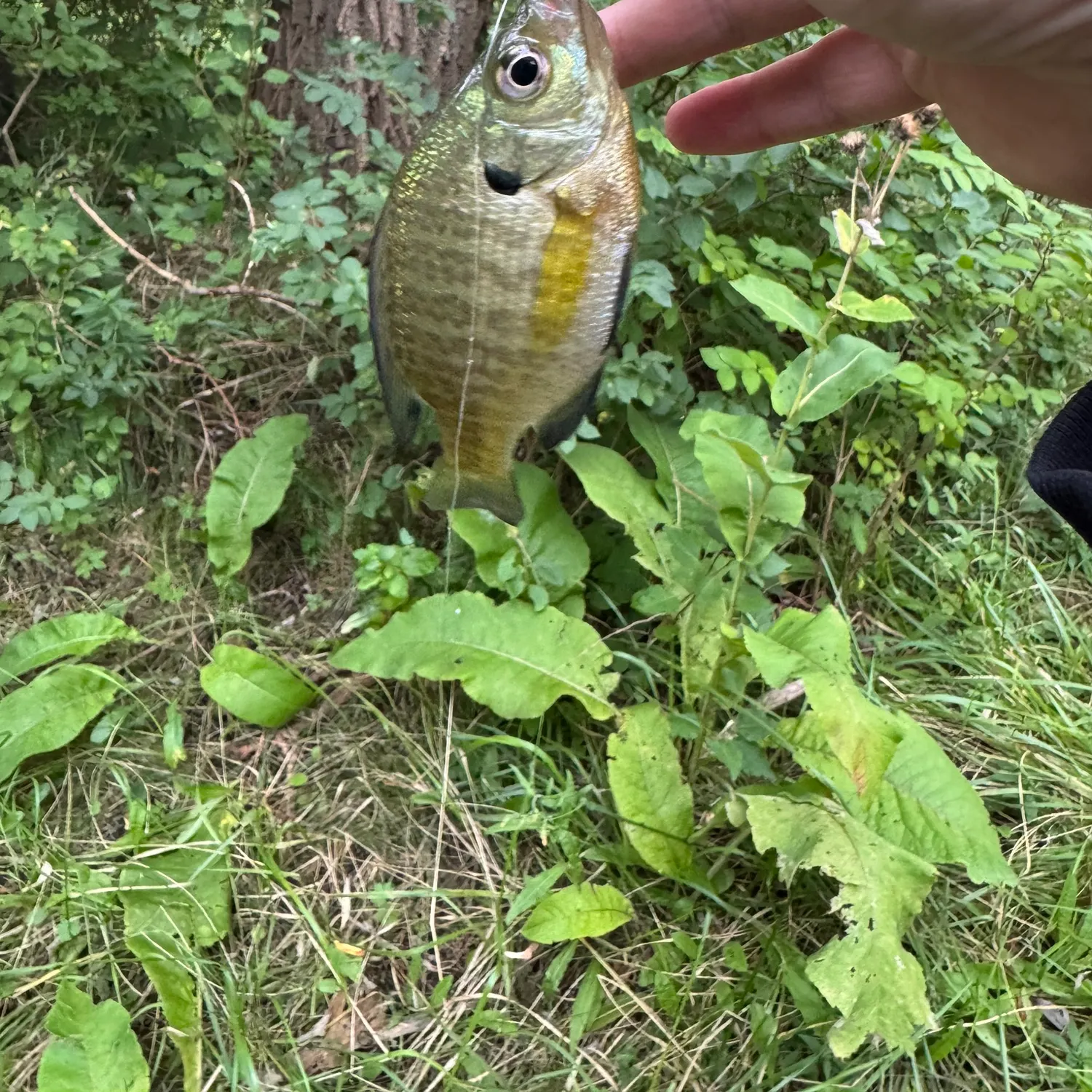 Bluegill caught on Fishbrain