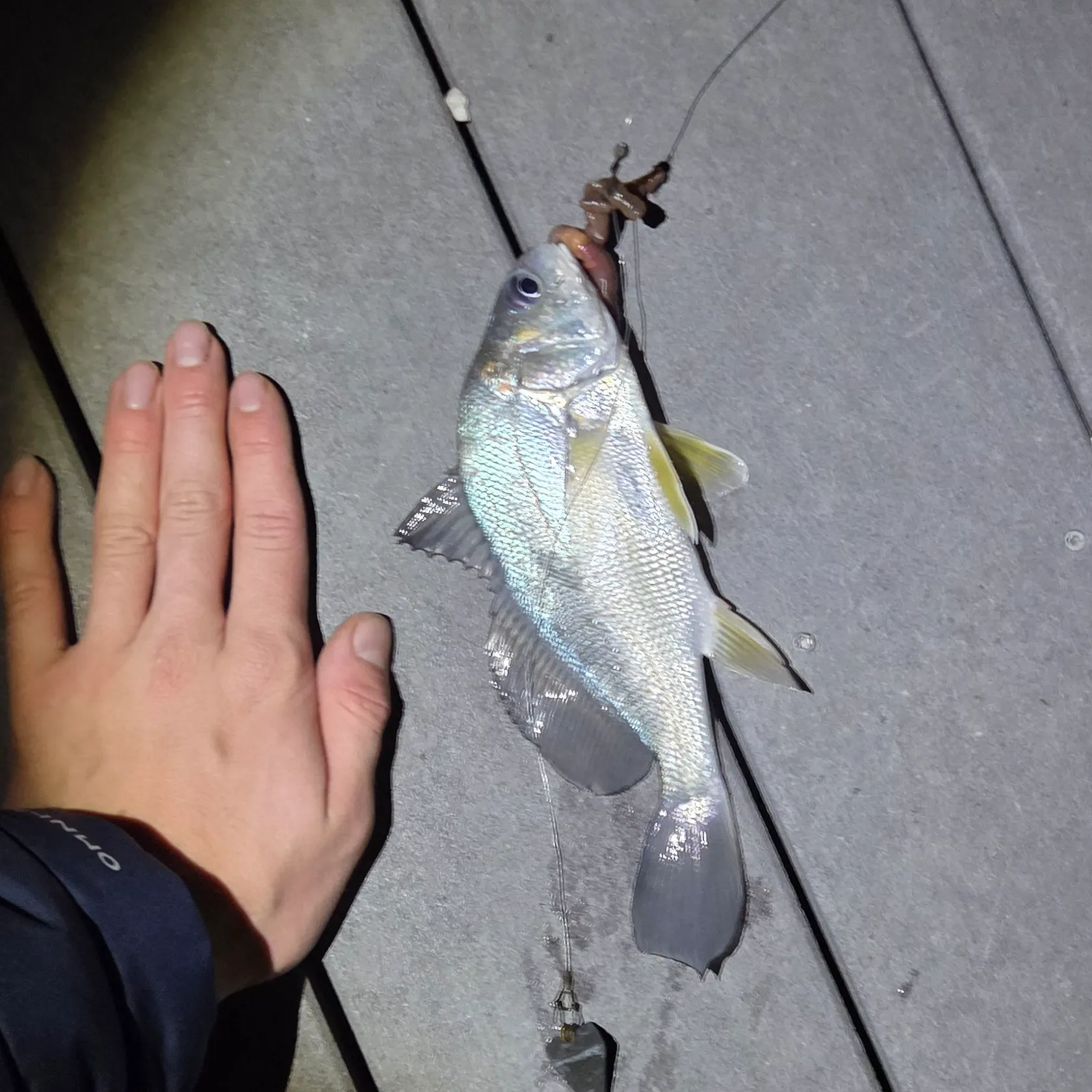 Freshwater drum caught on Fishbrain