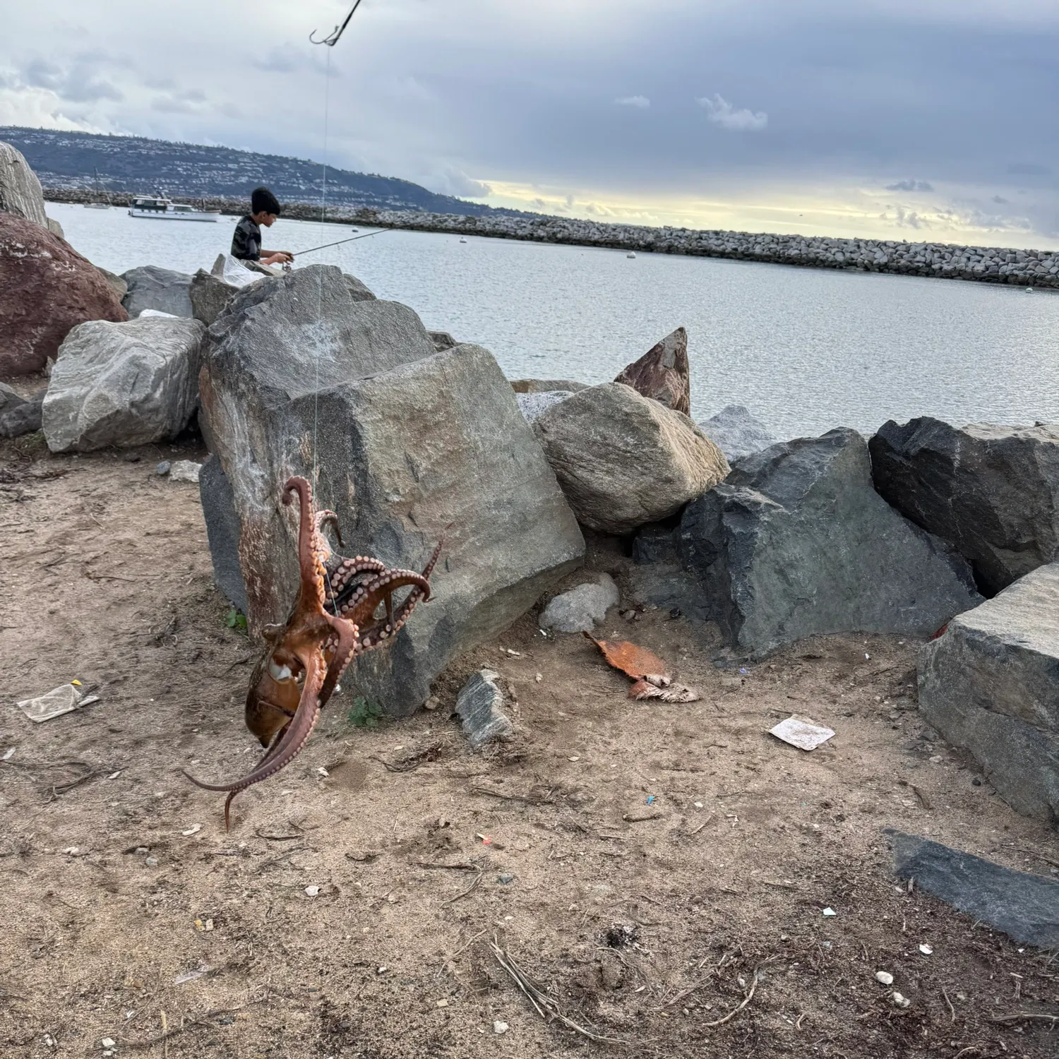 The most recent Hammer octopus catches on Fishbrain