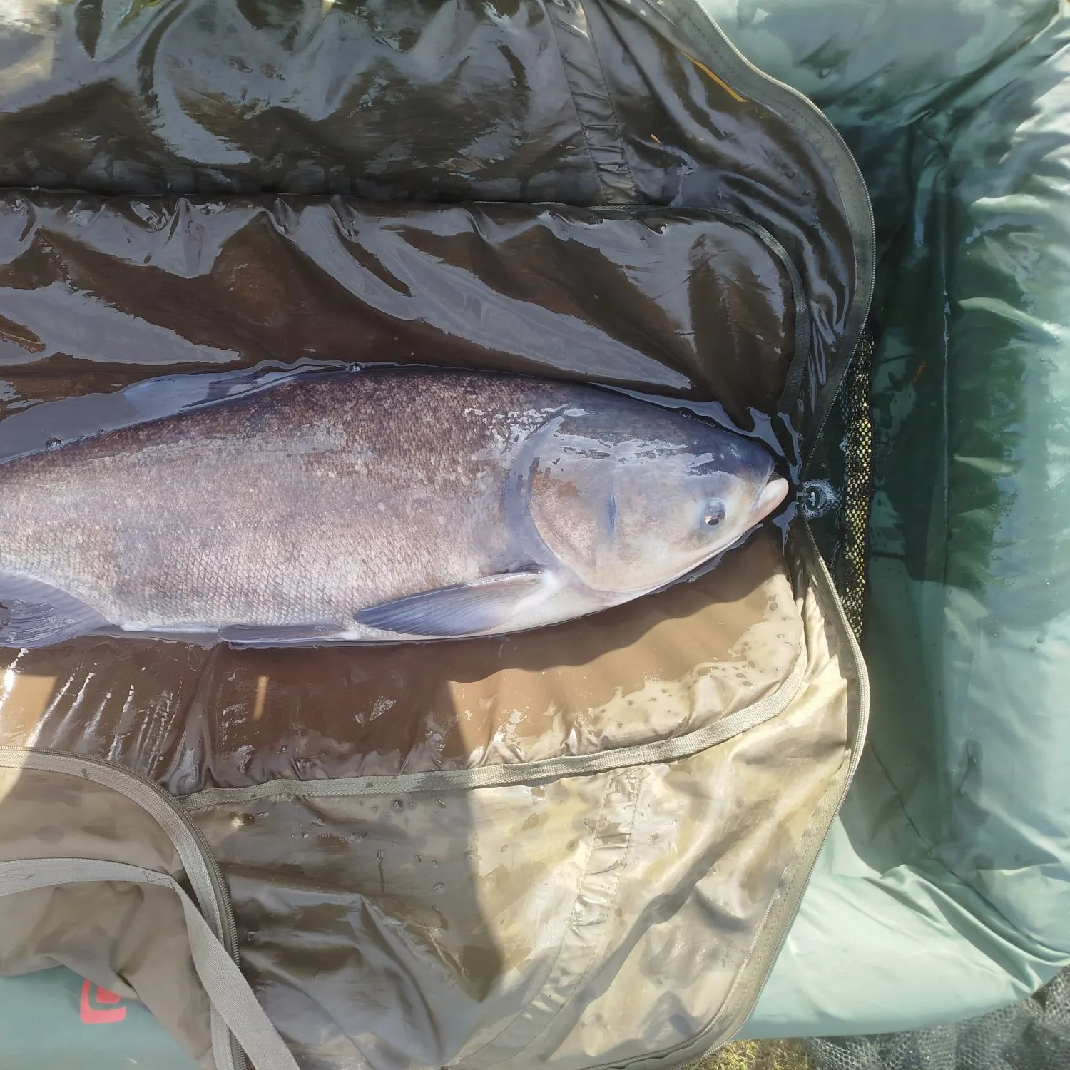 The most recent Bighead carp catches on Fishbrain