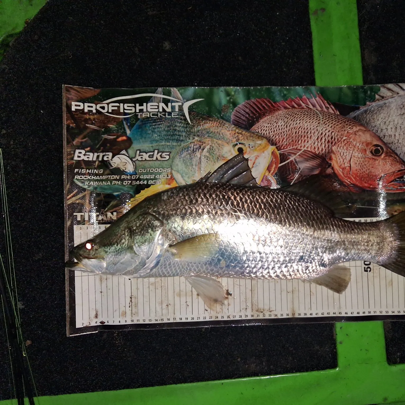 The most recent Barramundi catches on Fishbrain