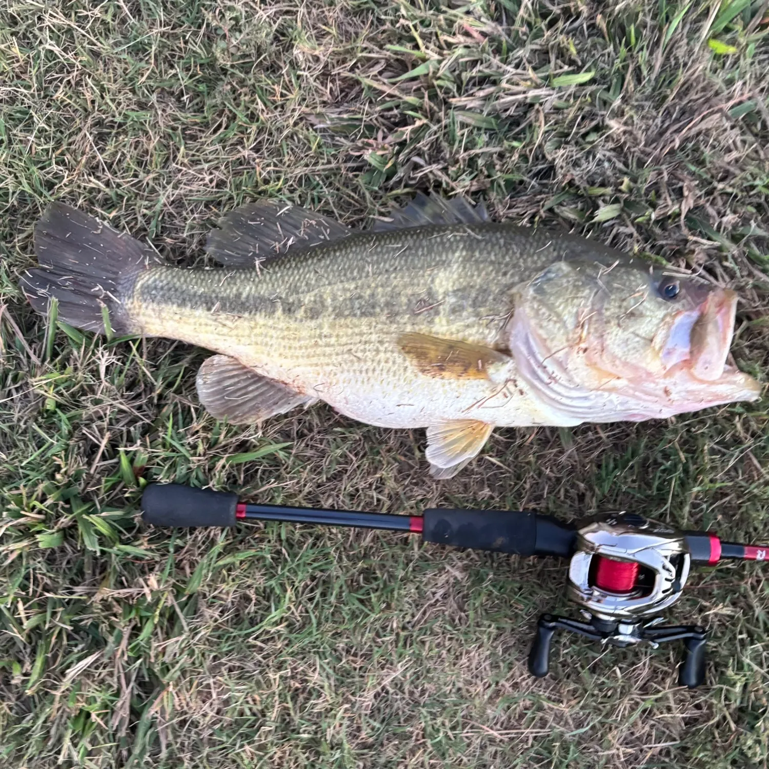 Largemouth bass caught on Fishbrain