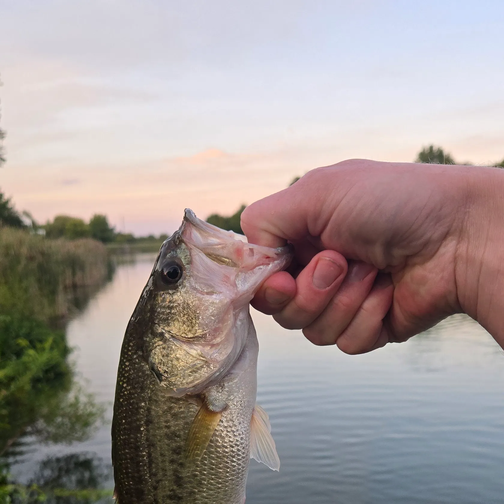 Largemouth bass caught on Fishbrain