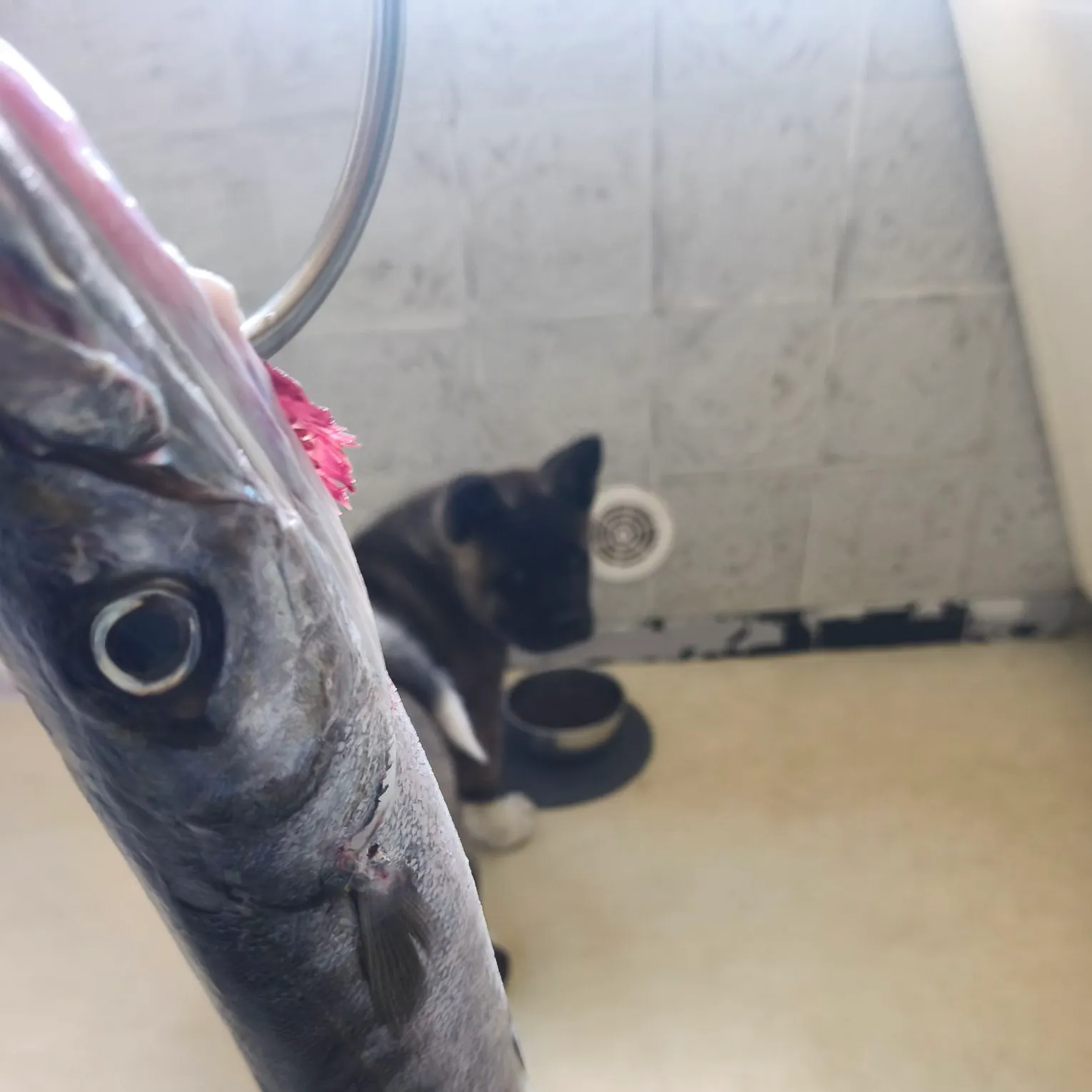 Pickhandle barracuda caught on Fishbrain