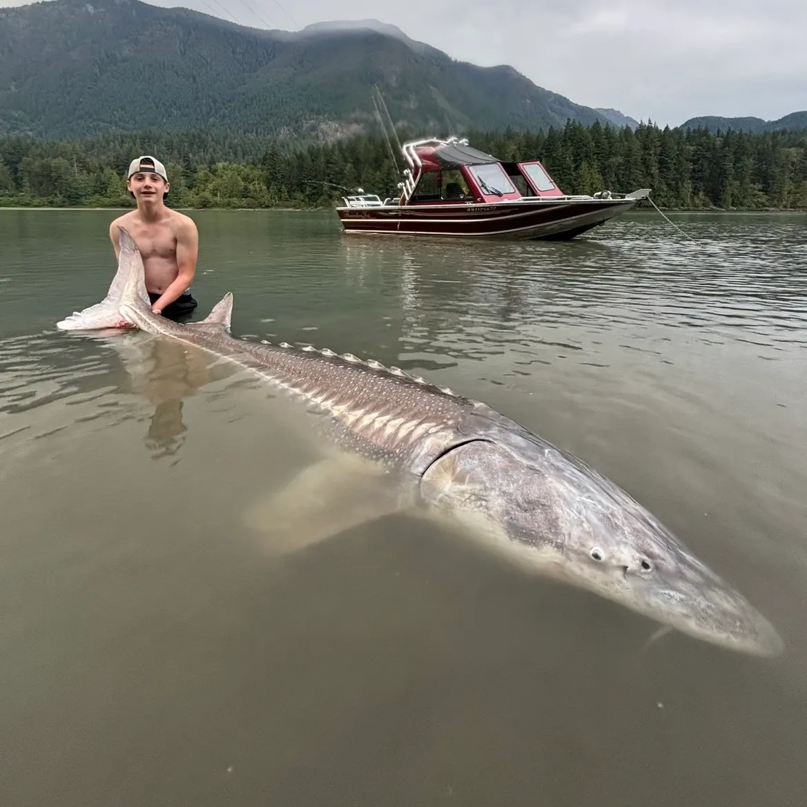The most recent White sturgeon catches on Fishbrain