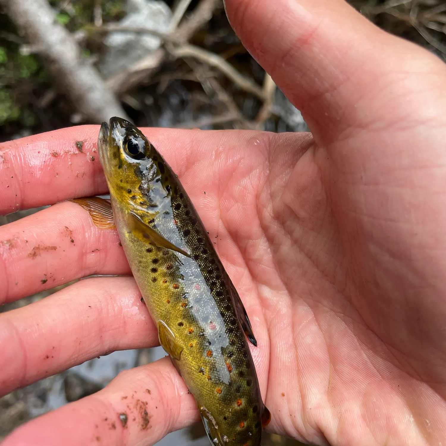 The most recent Lake trout catches on Fishbrain