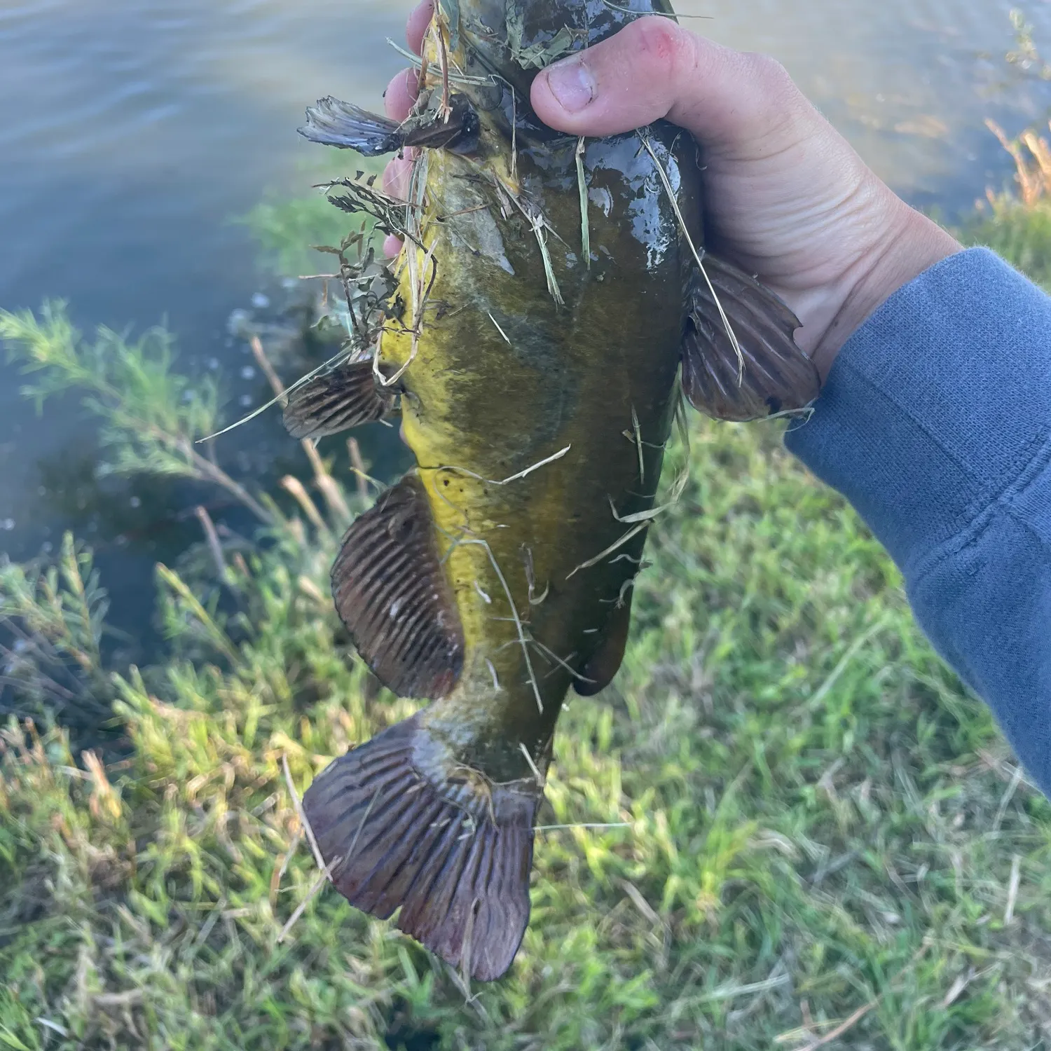 Black bullhead caught on Fishbrain