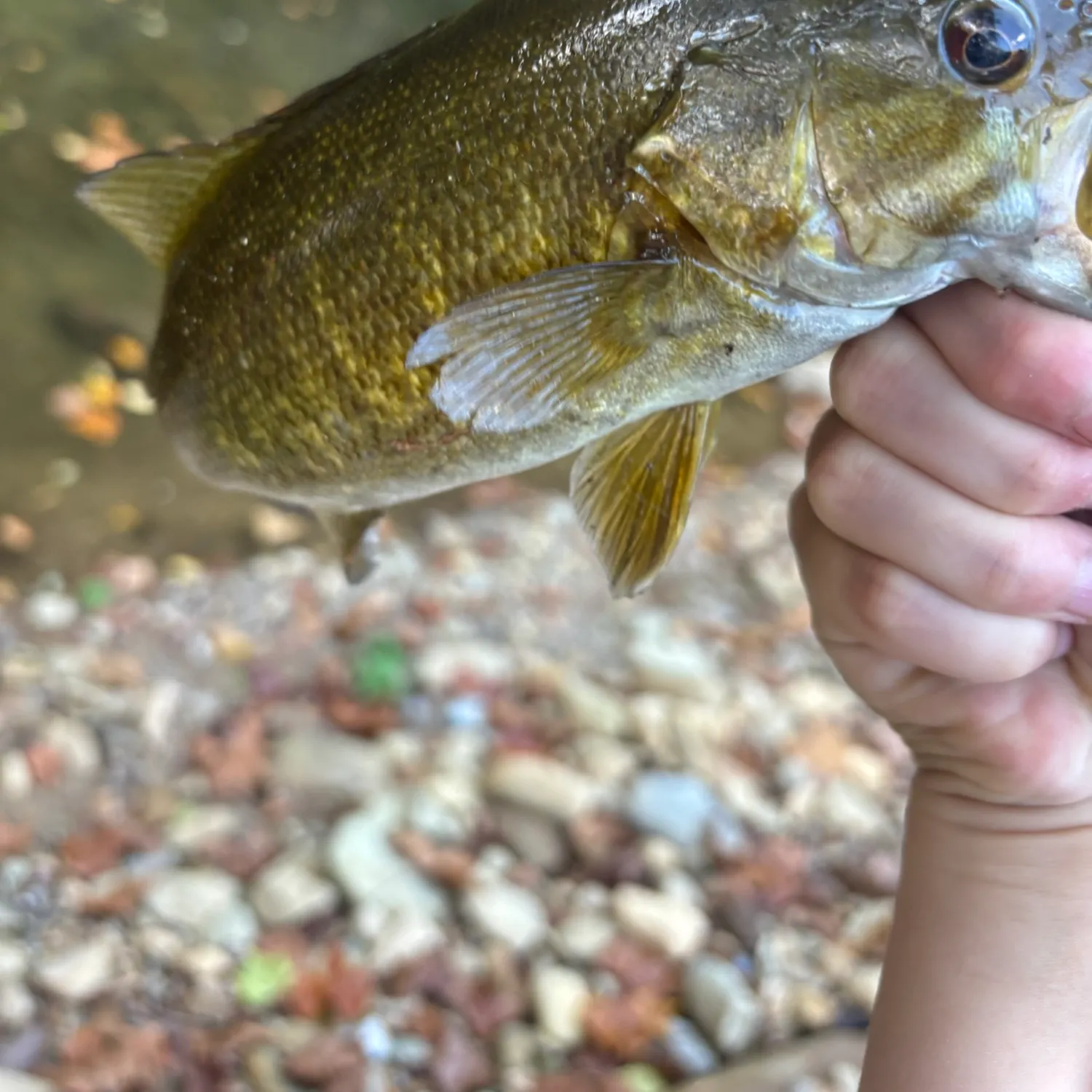 Fish caught on Fishbrain