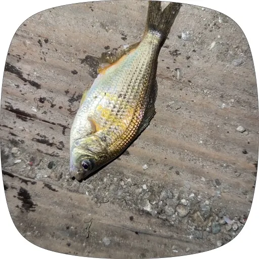 The most recent Calico surfperch catches on Fishbrain