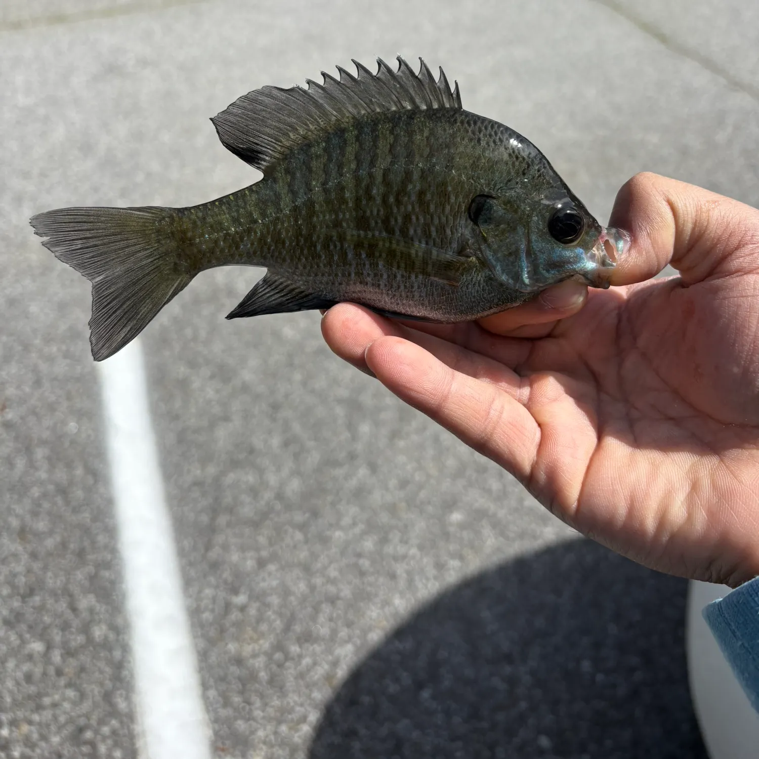 catch