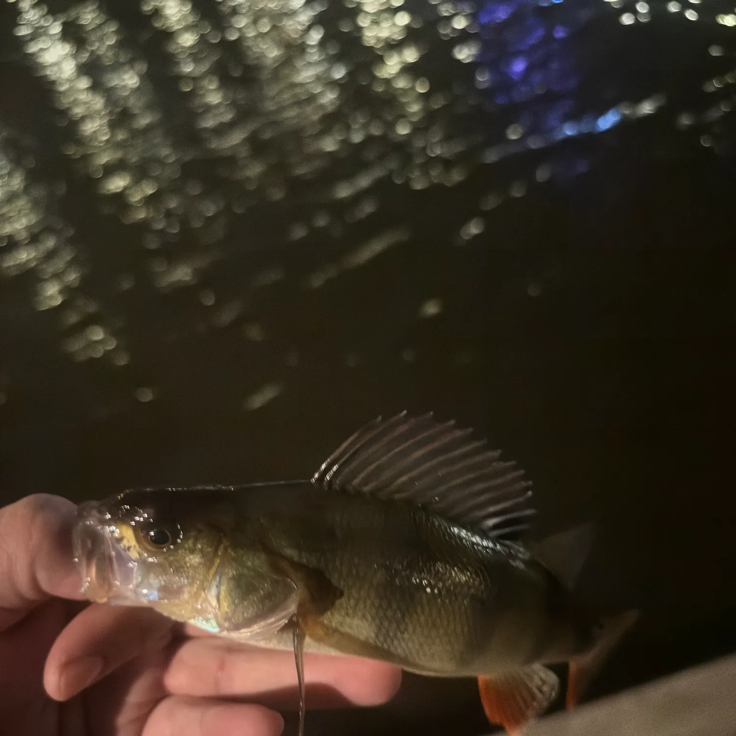European perch caught on Fishbrain