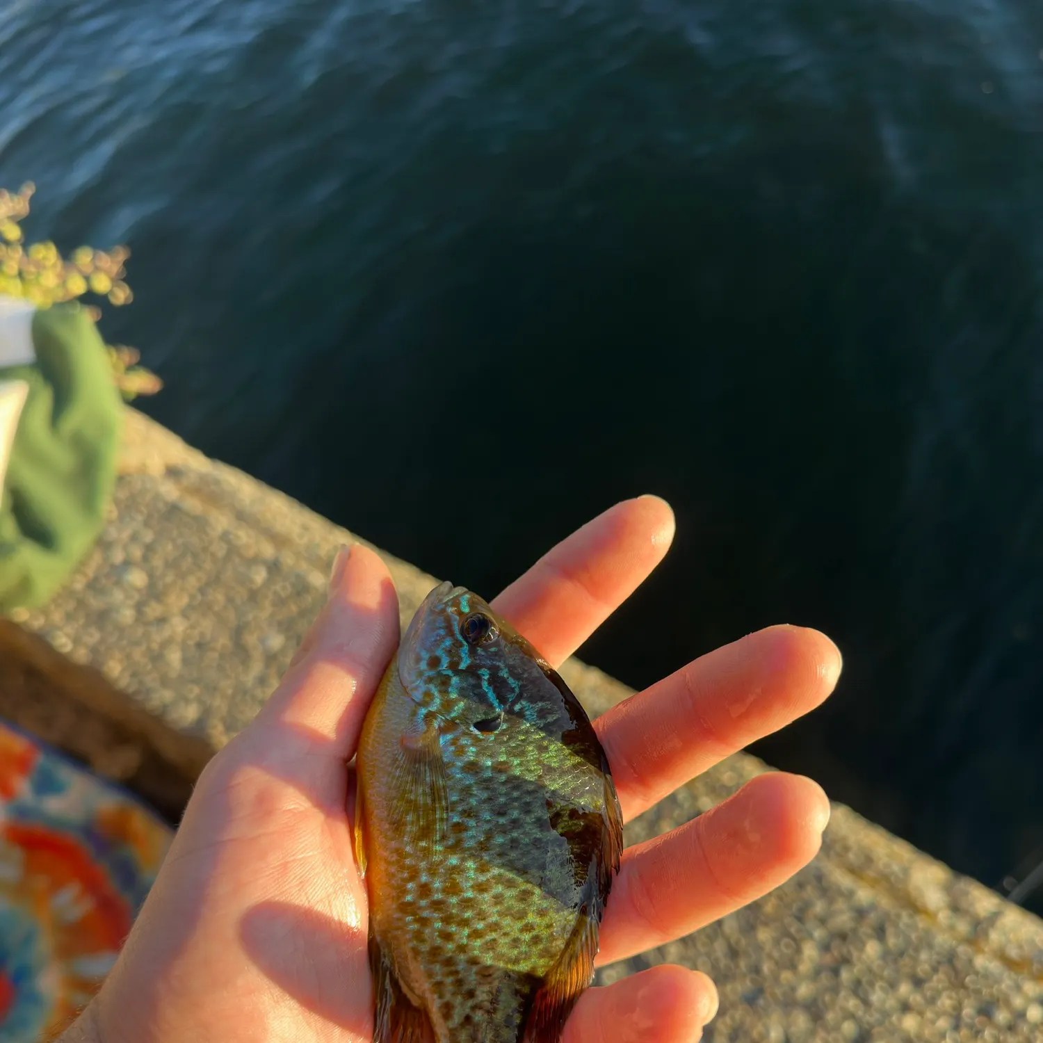 Pumpkinseed caught on Fishbrain