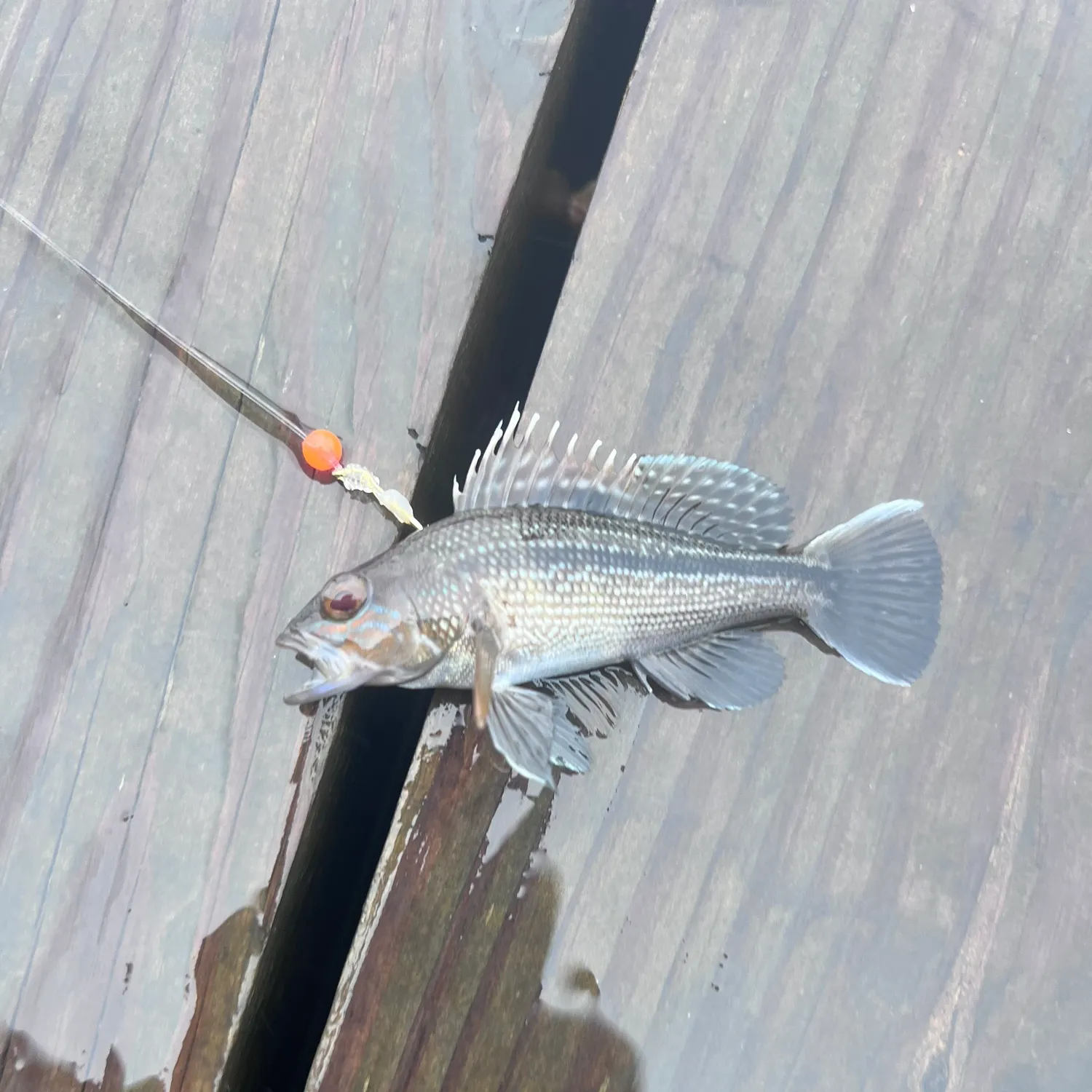Black sea bass caught on Fishbrain