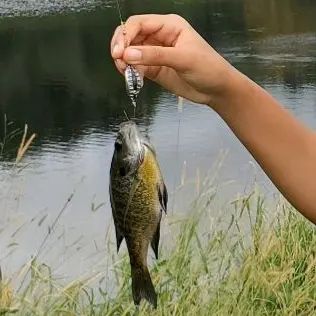 Bluegill caught on Fishbrain