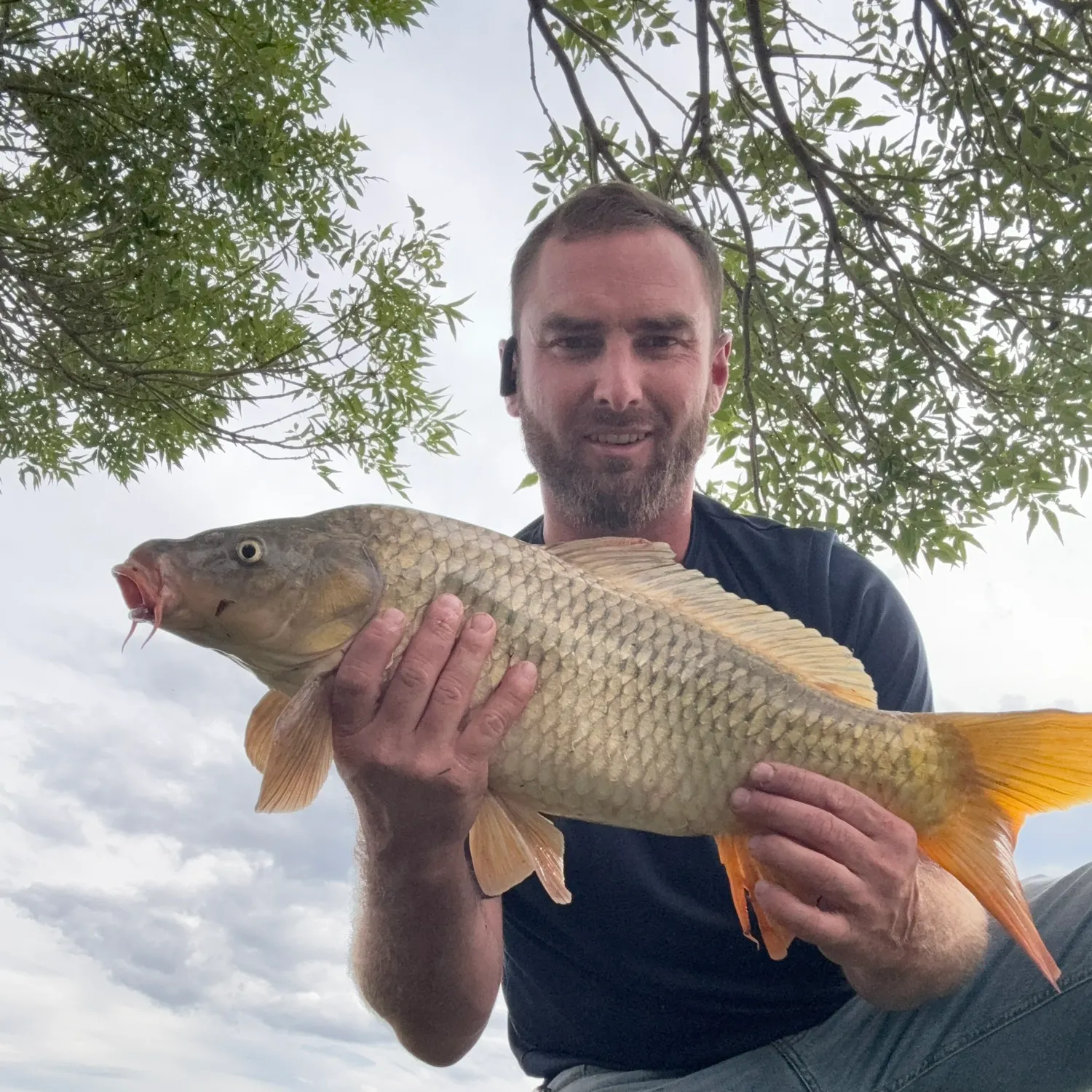 Common carp caught on Fishbrain