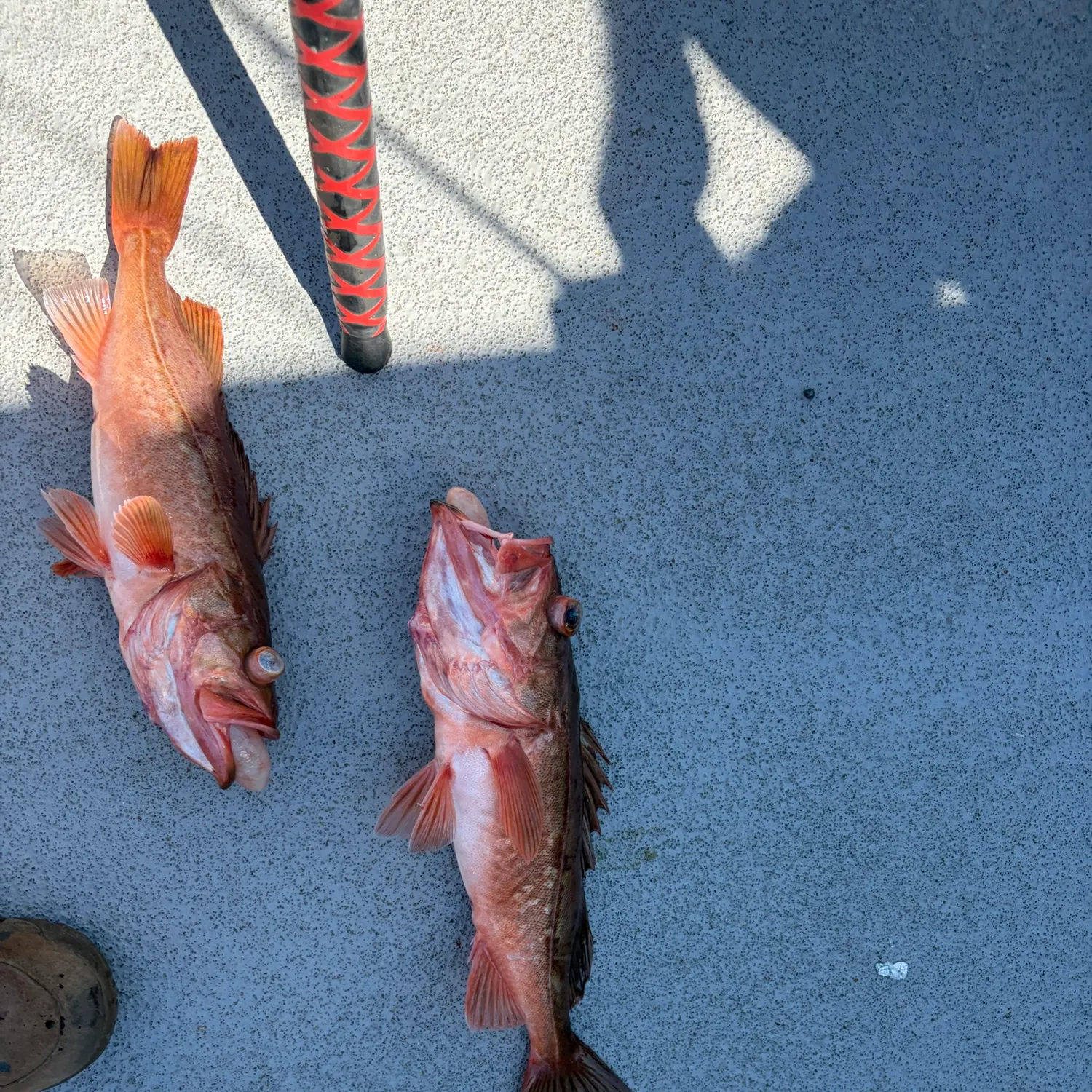 Bocaccio rockfish caught on Fishbrain