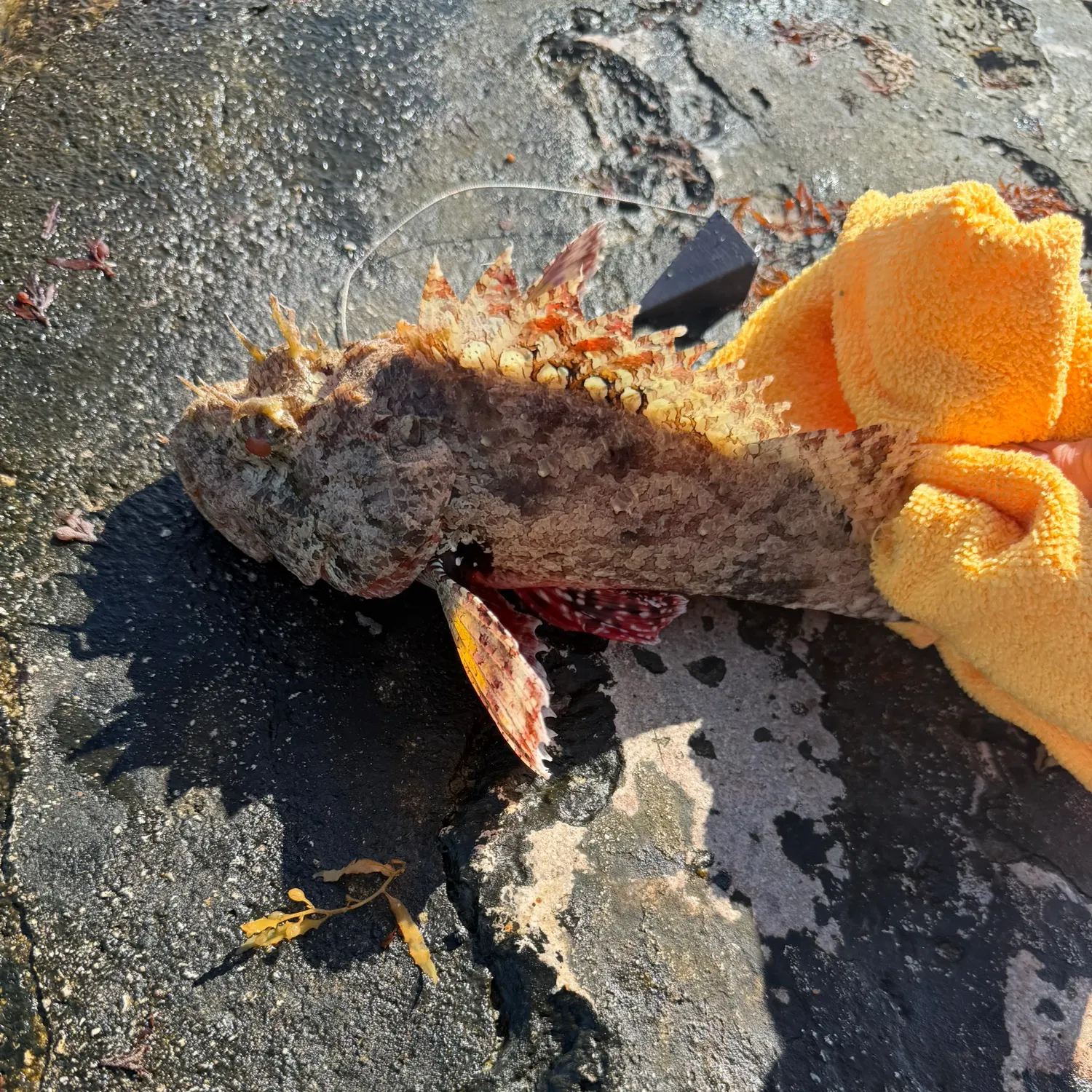 The most recent Spotted scorpionfish catches on Fishbrain