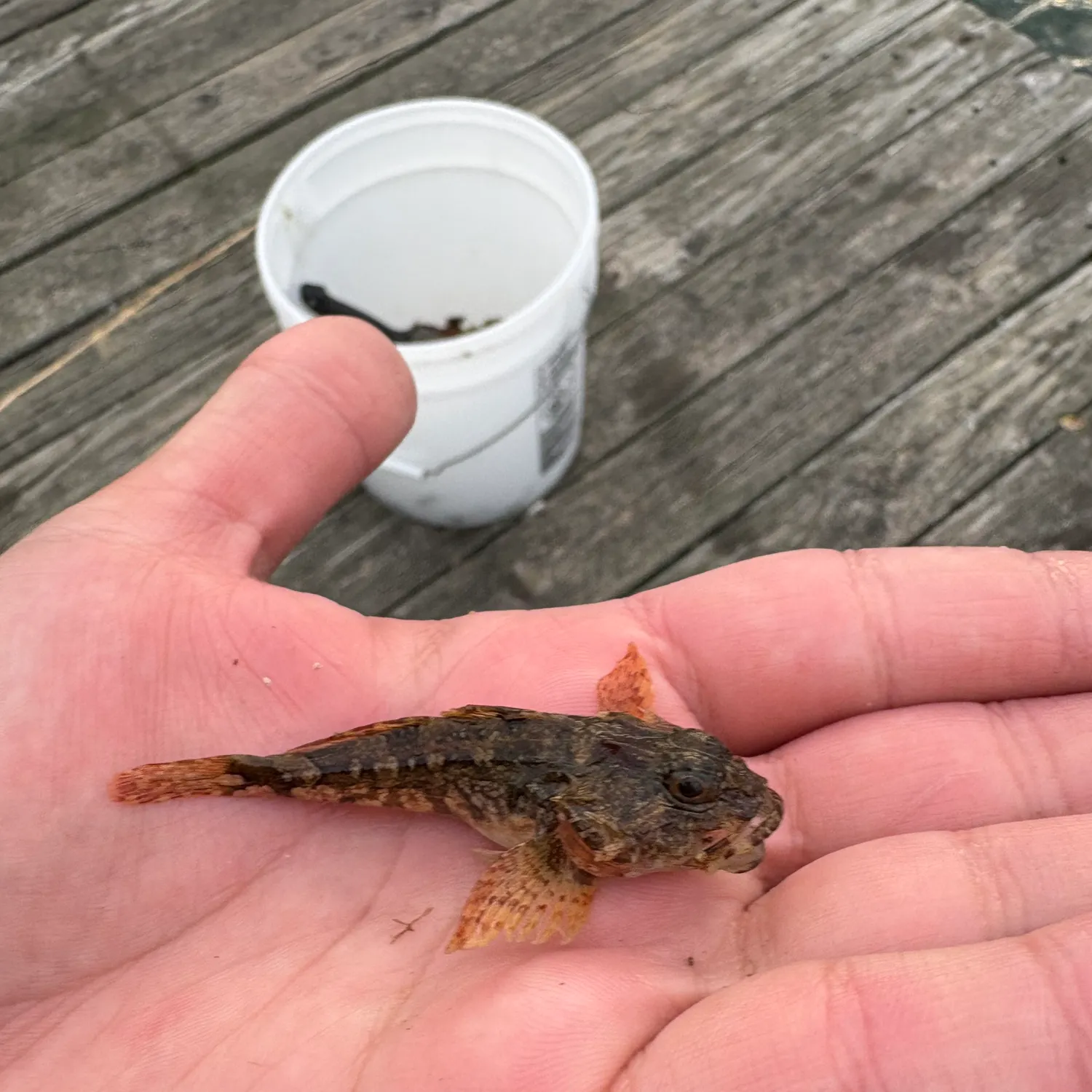 The most recent Grubby sculpin catches on Fishbrain