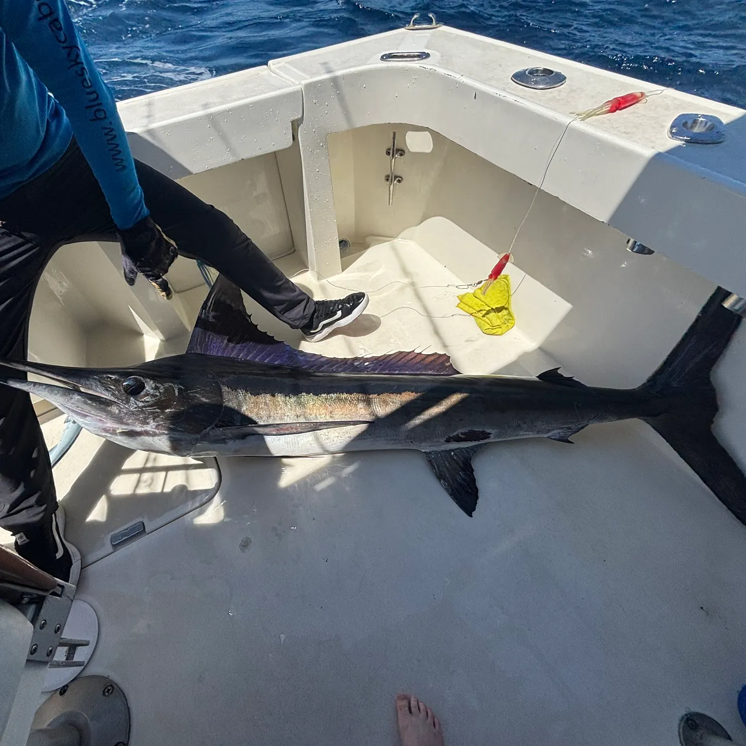 The most recent Atlantic blue marlin catches on Fishbrain