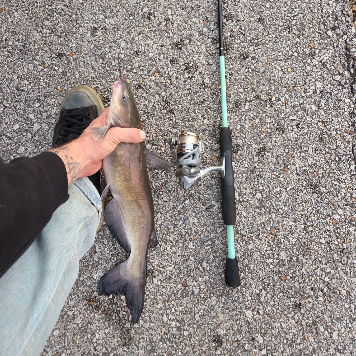 The most recent Channel catfish catches on Fishbrain