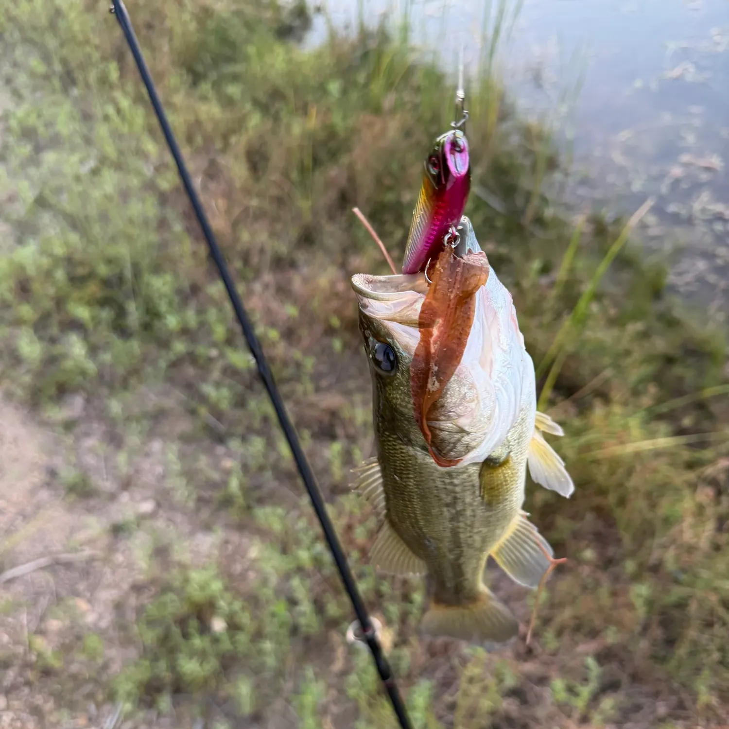 Largemouth bass caught on Fishbrain