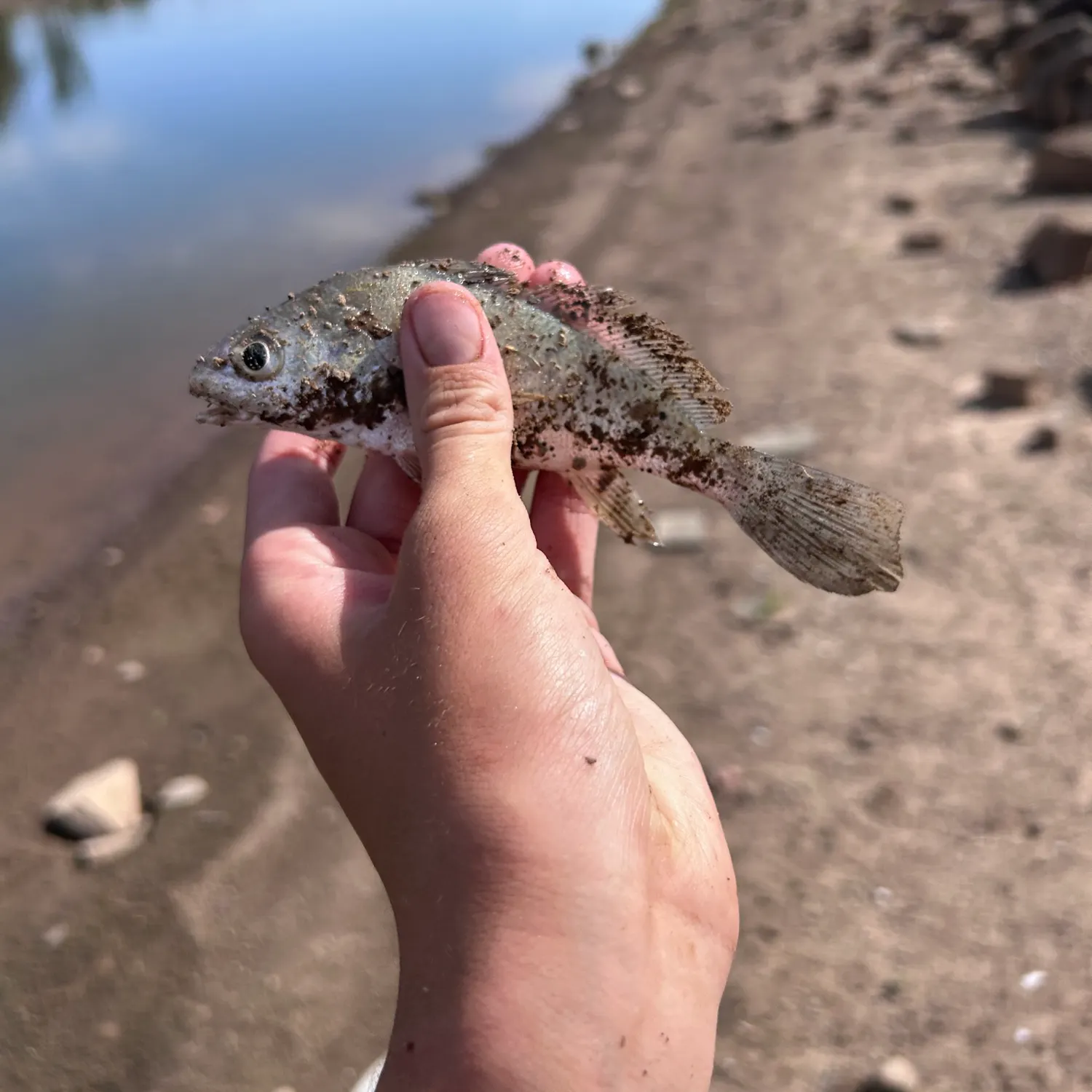 Freshwater drum caught on Fishbrain