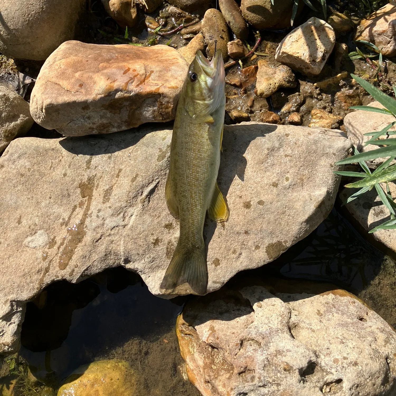 Smallmouth bass caught on Fishbrain