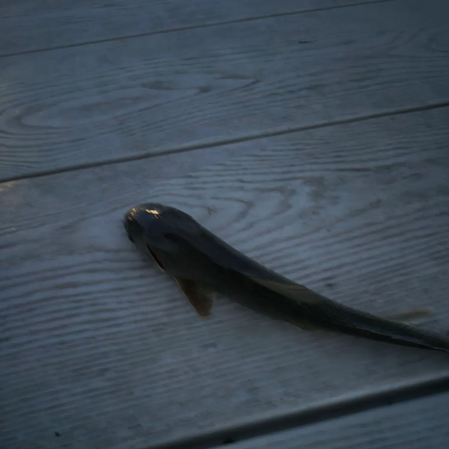 White sucker caught on Fishbrain