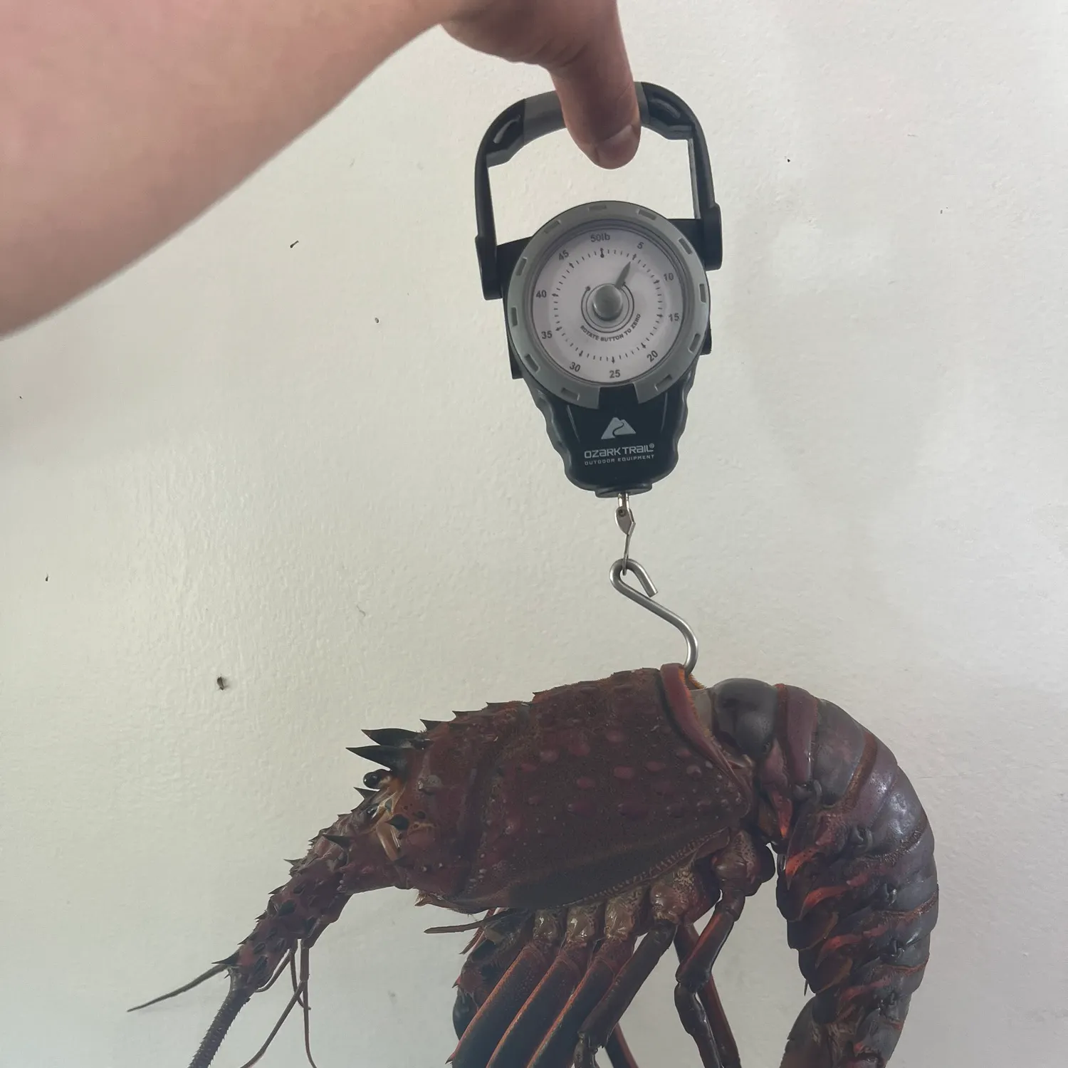 The most recent California spiny lobster catches on Fishbrain