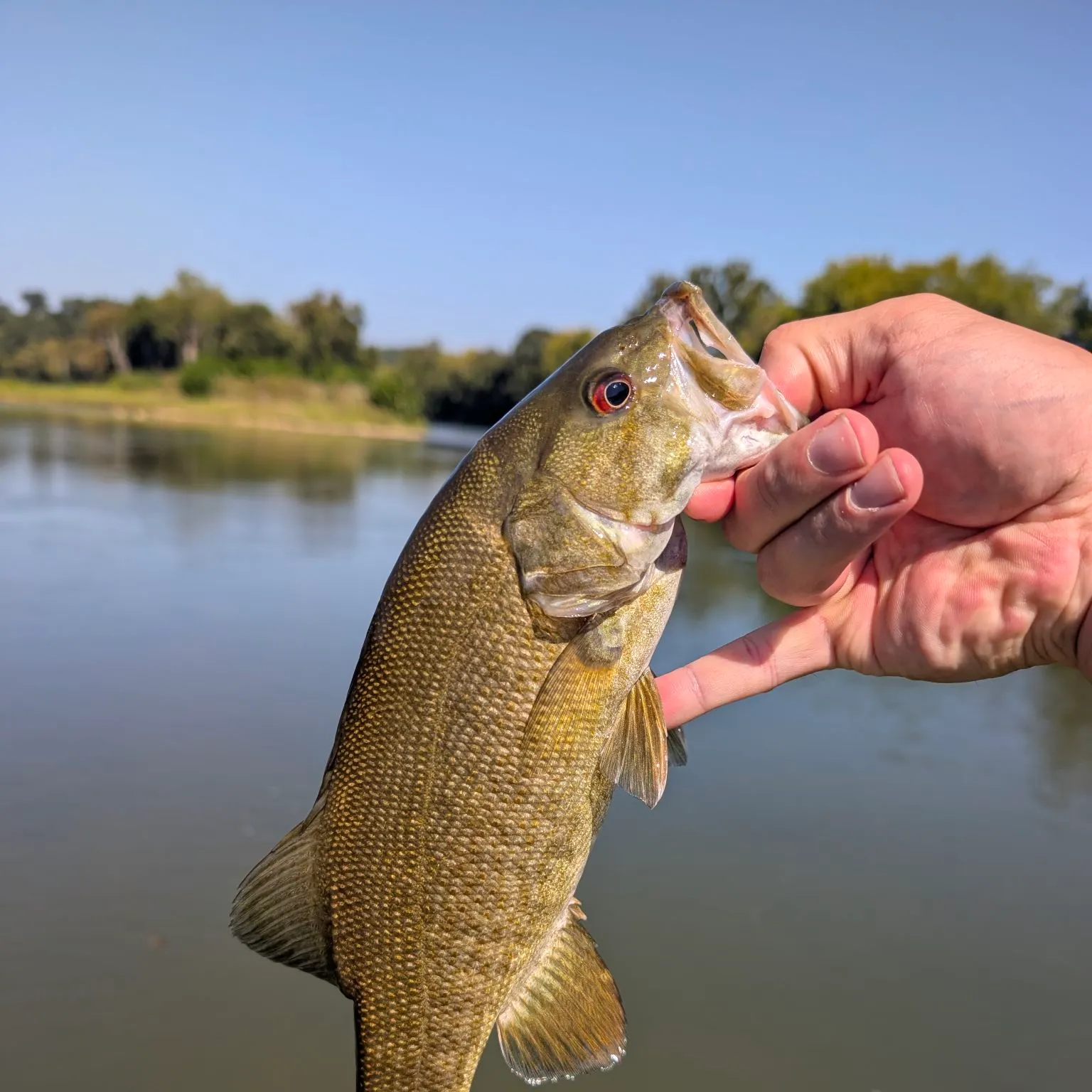 Smallmouth bass caught on Fishbrain