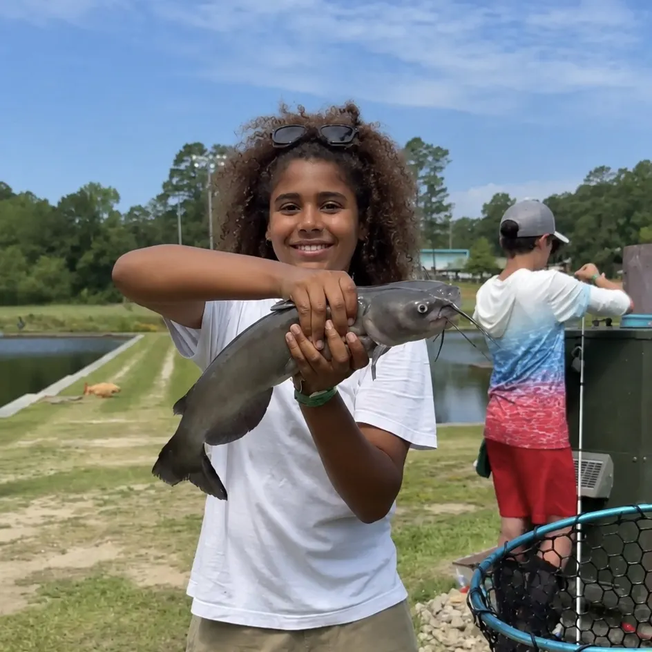 The most recent Channel catfish catches on Fishbrain