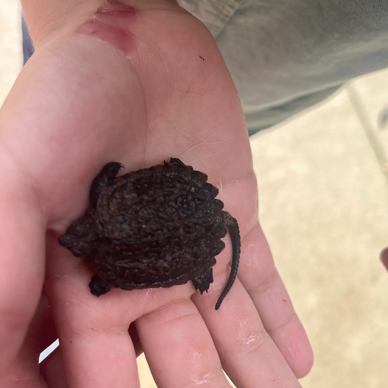 Alligator snapping turtle caught on Fishbrain