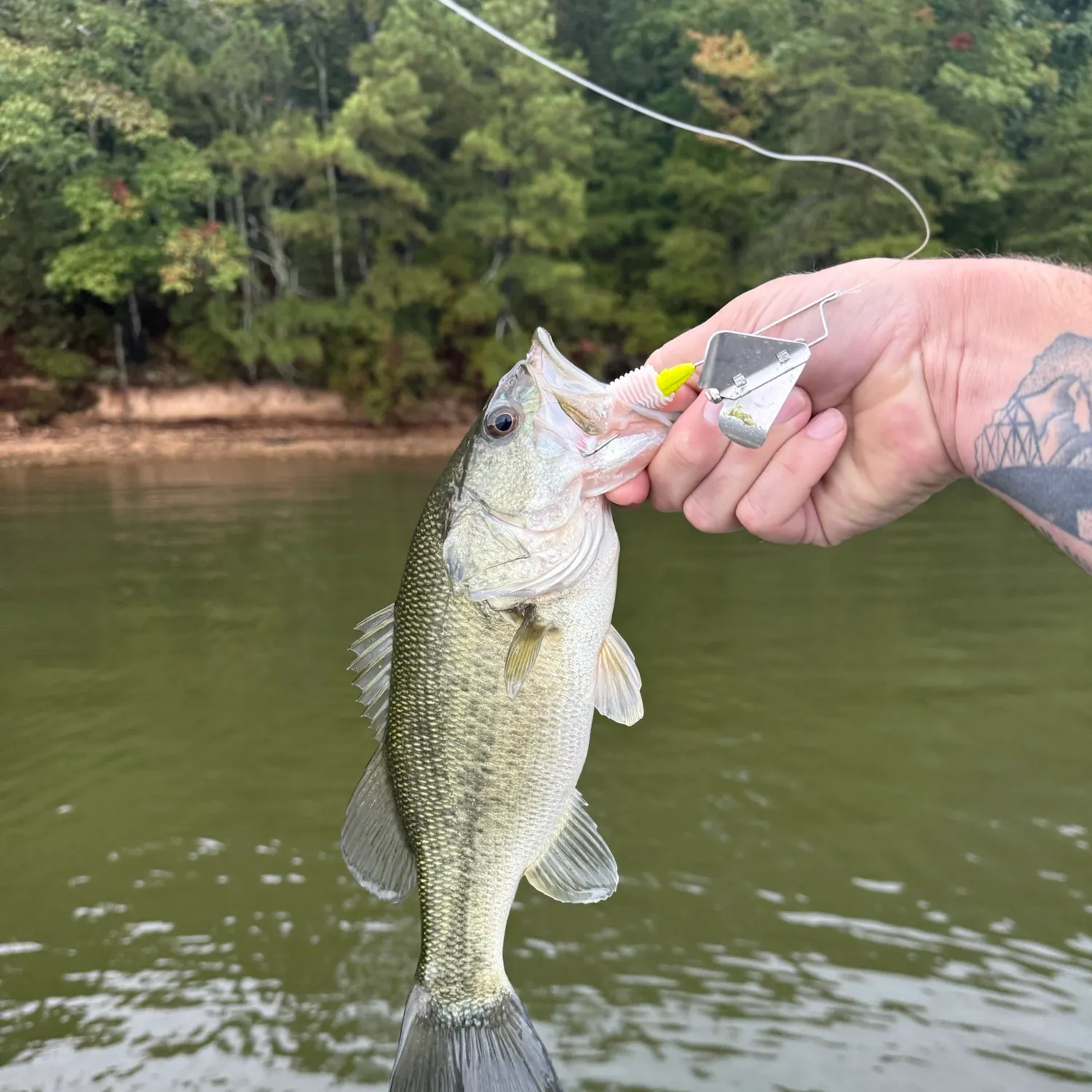 Largemouth bass caught on Fishbrain