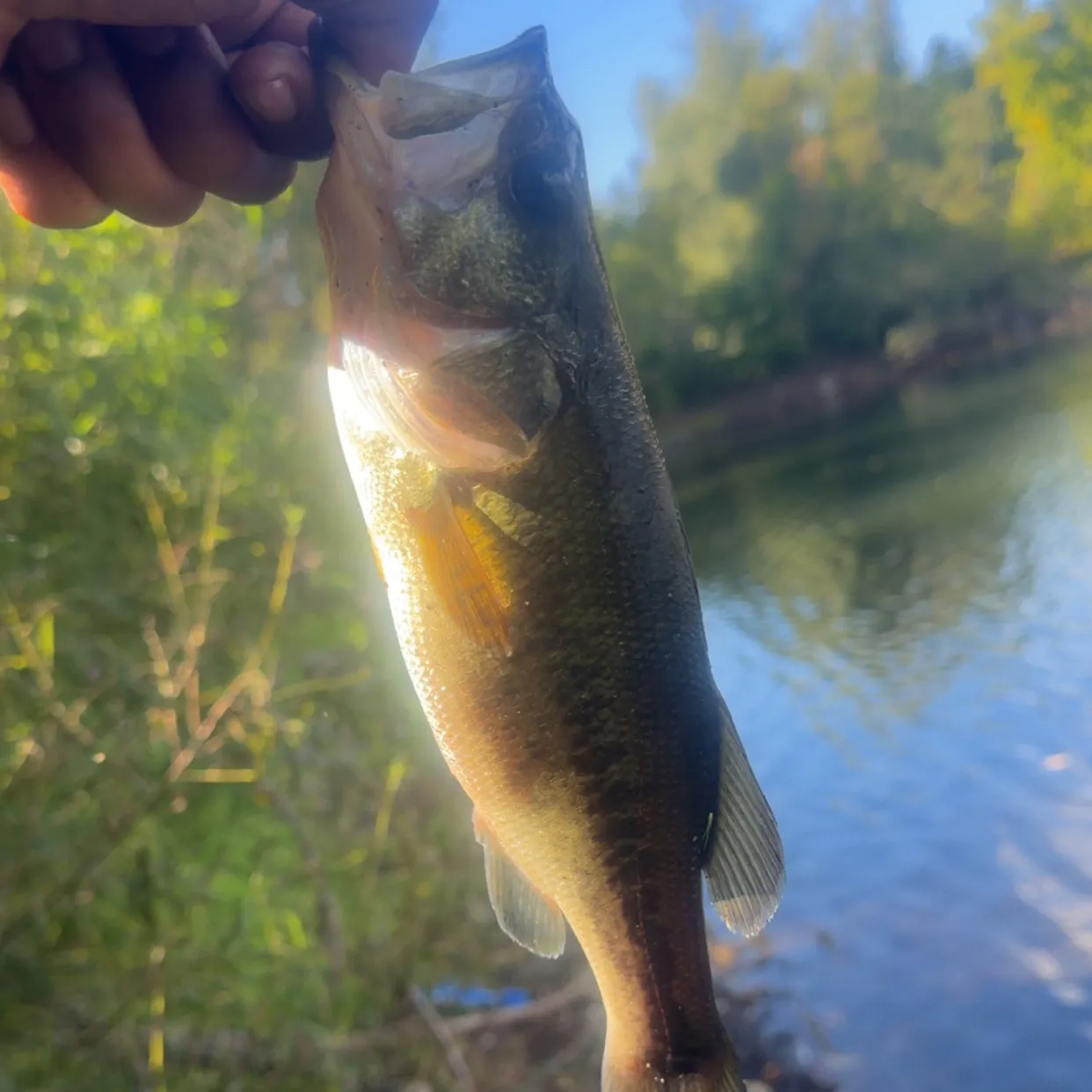 Largemouth bass caught on Fishbrain