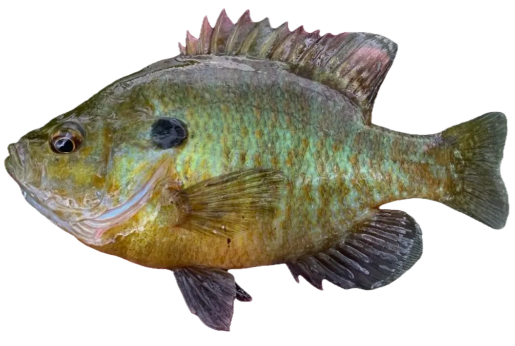 Warmouth x bluegill