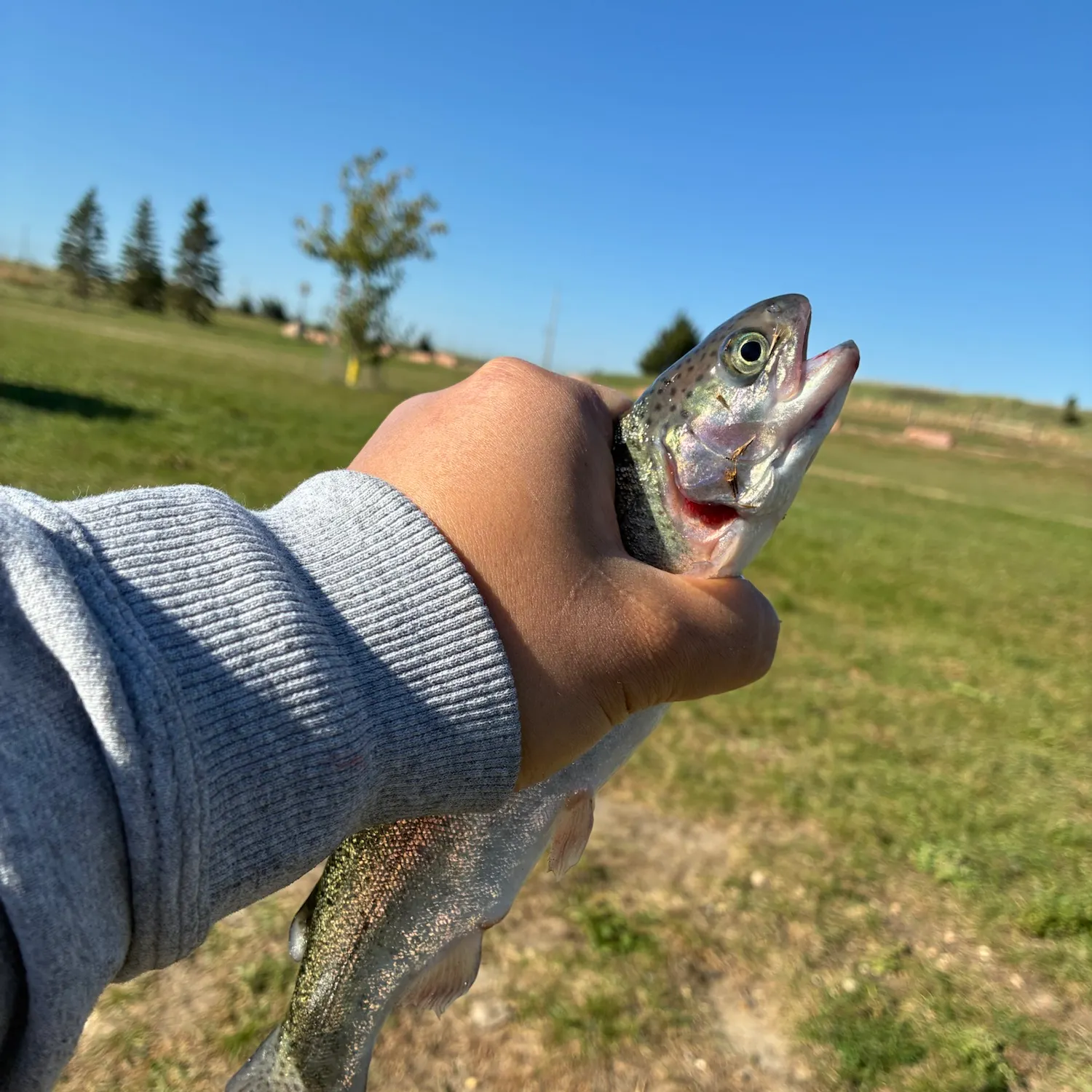 Rainbow trout caught on Fishbrain