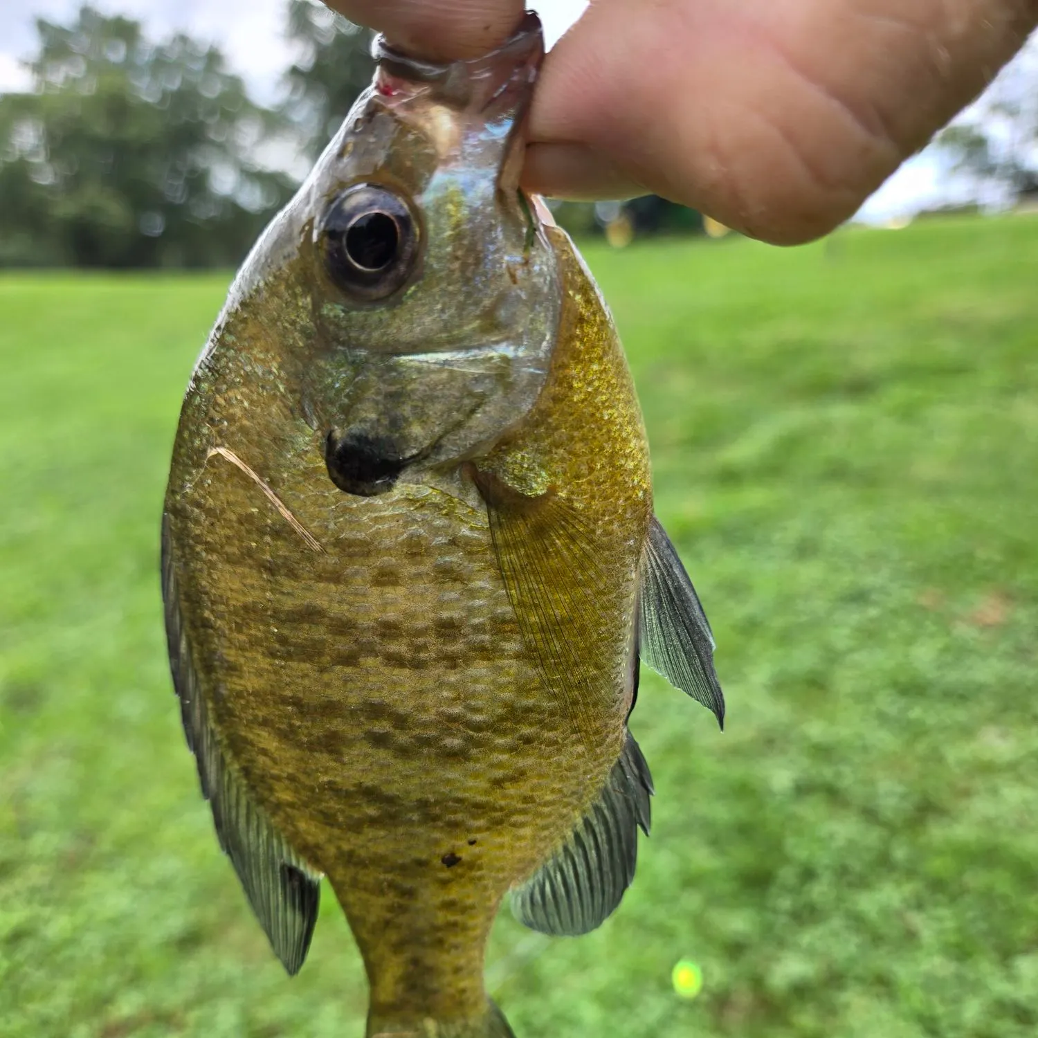 Bluegill caught on Fishbrain