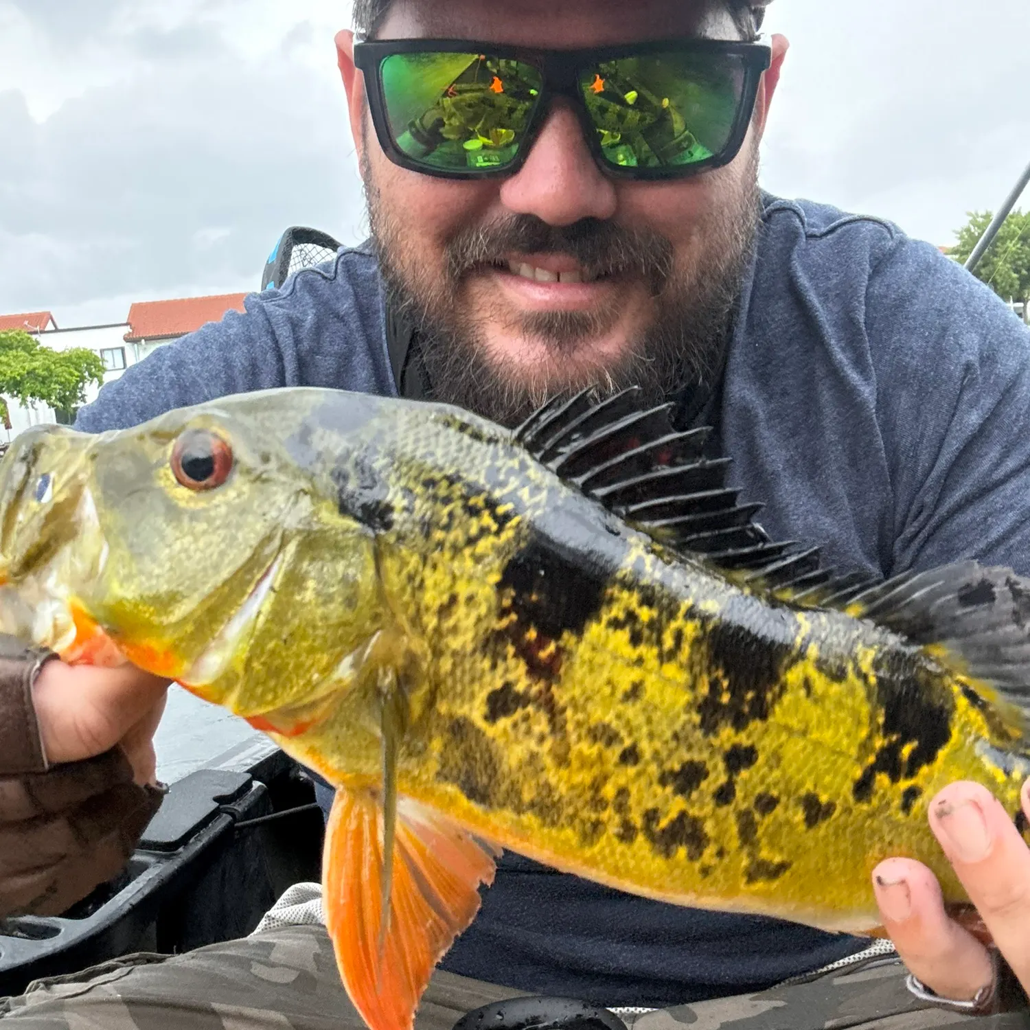 Butterfly peacock bass caught on Fishbrain